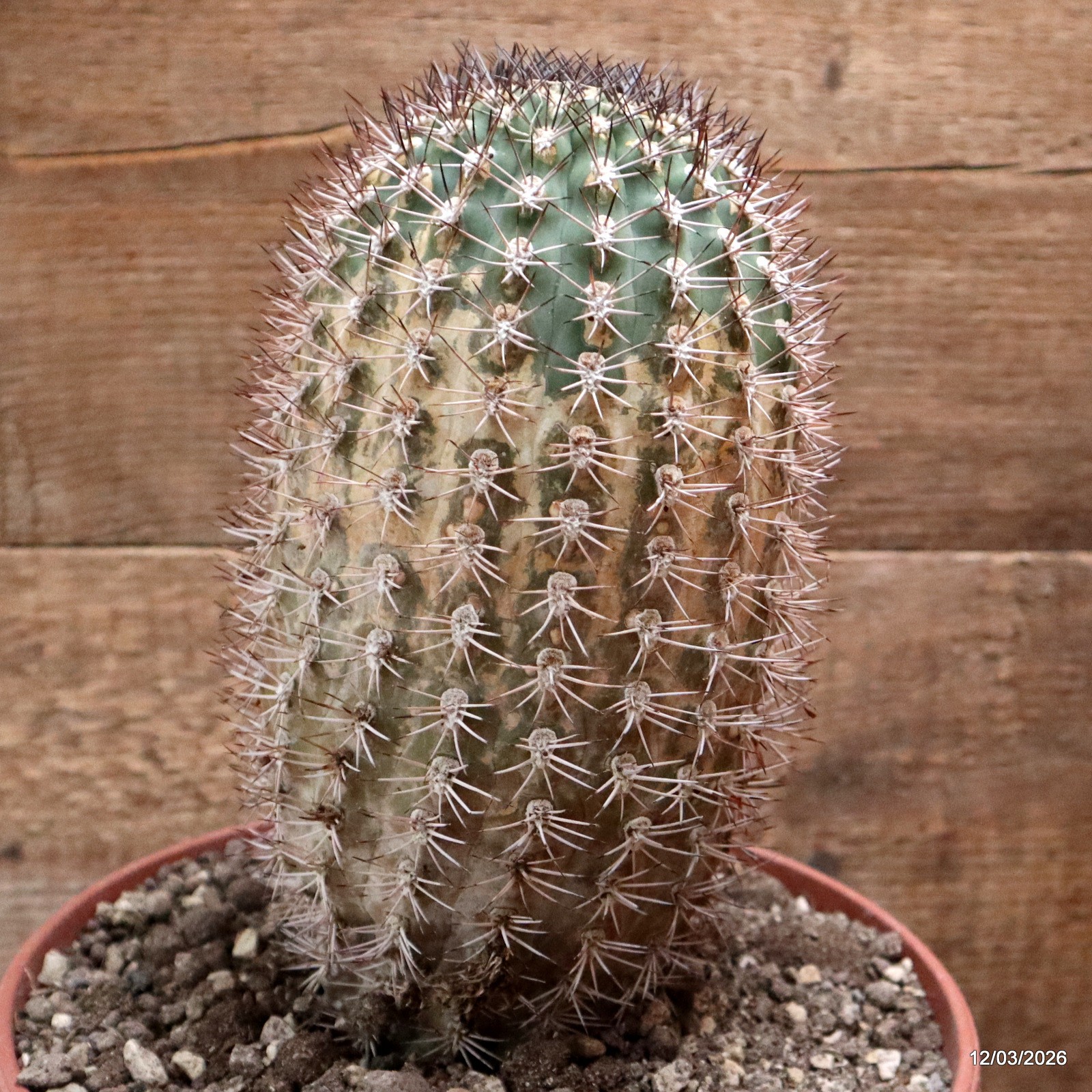 D7978 ACANTHOCALYCIUM THIONANTHUM pot22-H23-W11,5 cm MaMa Cactus