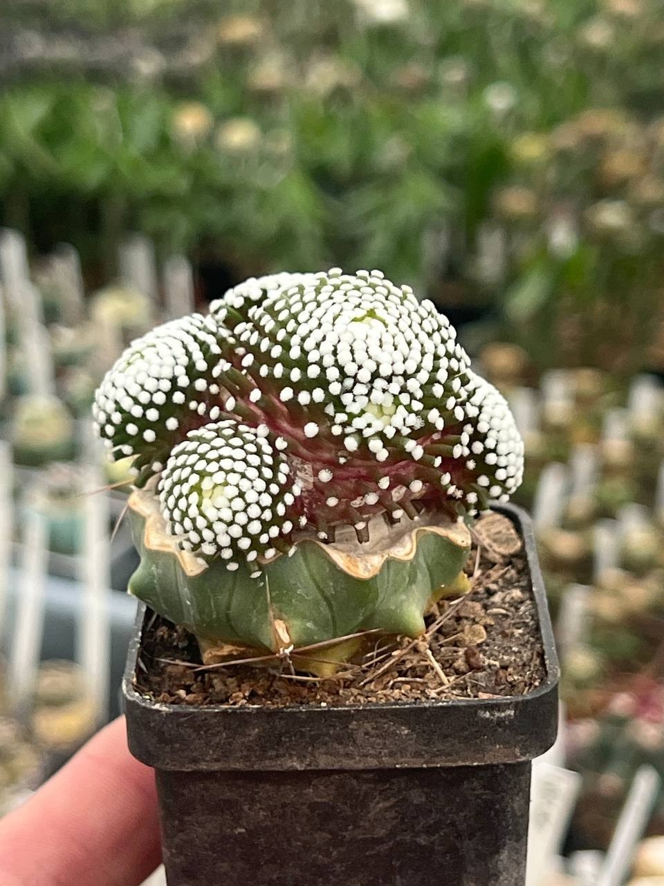 A42-2061 Mammillaria luethui, VM 1157, Las Norias, grafted, pot 5 cm