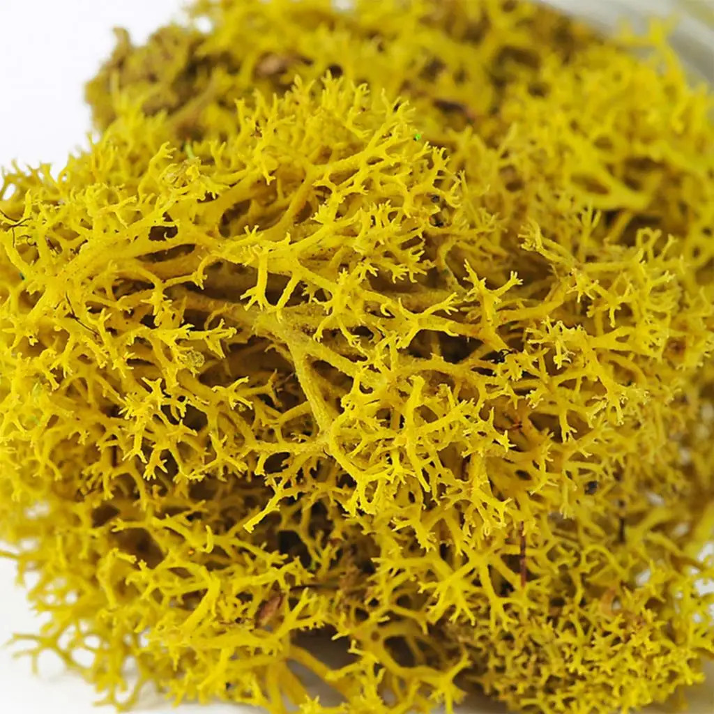 20g/200g Natural Green Colored Moss Simulation Plants Eternal Life Moss Garden H