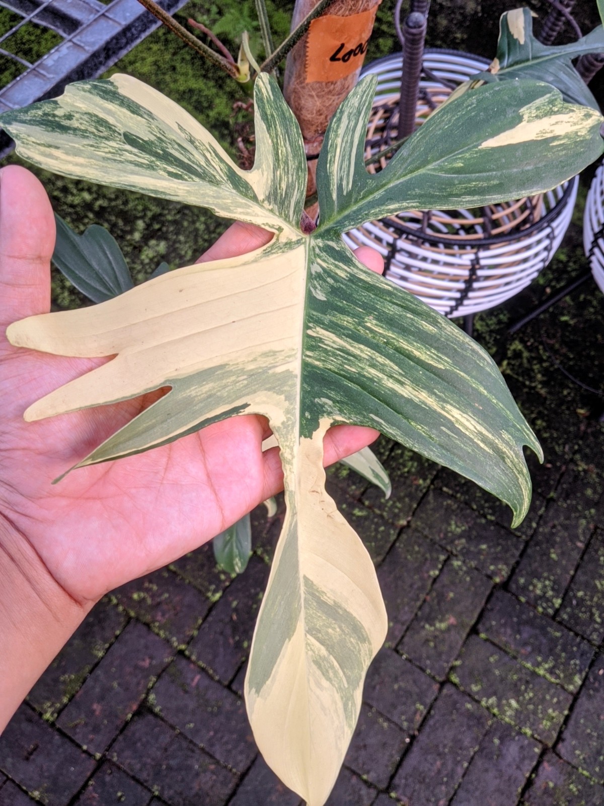 Philodendron Florida Beauty Variegated Real Picture Large Size Free Phito