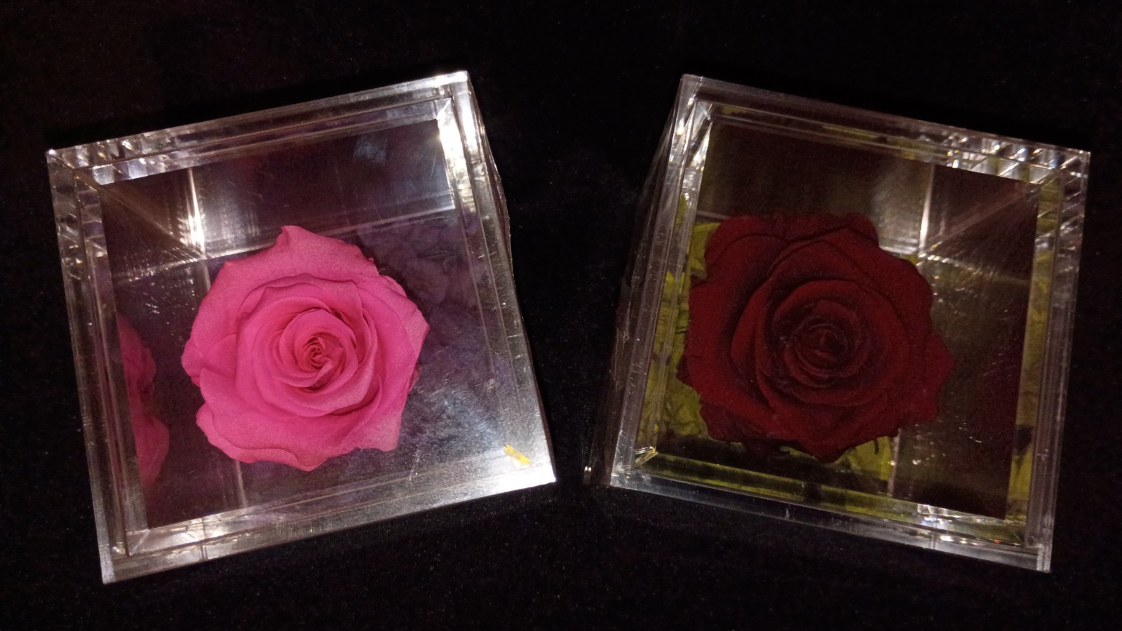 🌹Empress Flora 🌹Preserved Roses in 4″ x 4″ Acrylic Cases🌹Set of 2