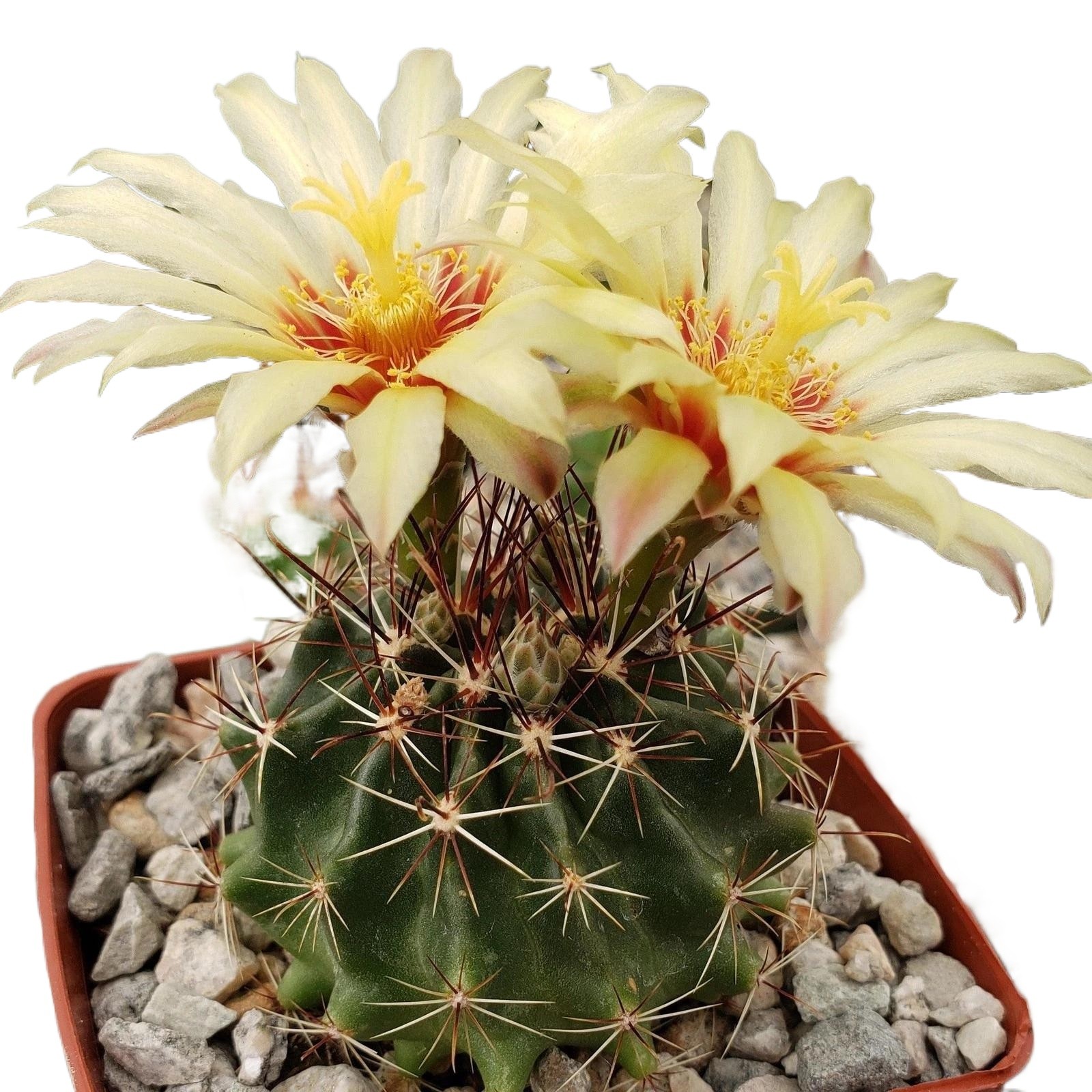 Succulent Plants Cactus Ball Live House Plants for Home Office Garden Decor