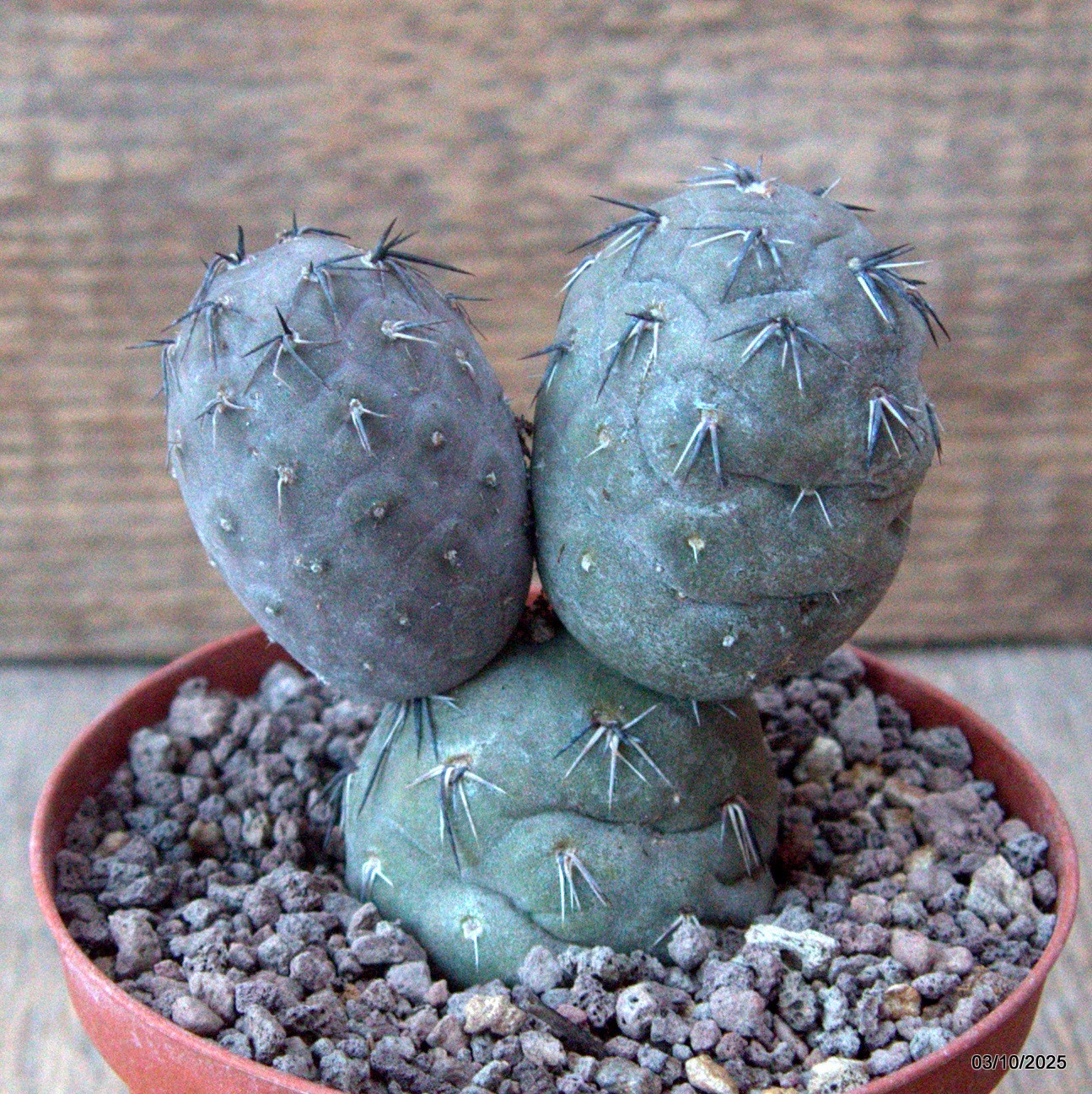 D6854 TEPHROCACTUS GEOMETRICUS RED pot10-H9-W8 cm MaMa Cactus
