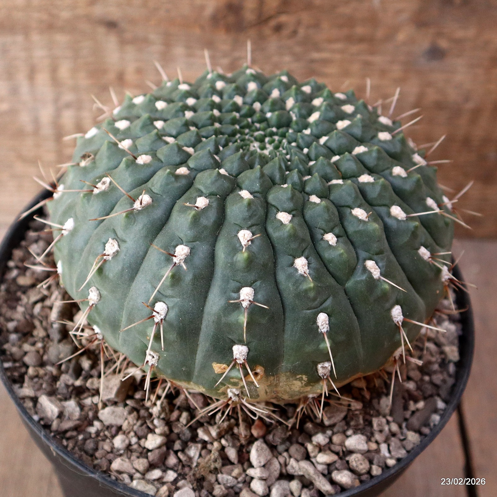 D7865 GYMNOCALYCIUM VIEDTZIANUM pot18-H11-W14 cm MaMa Cactus