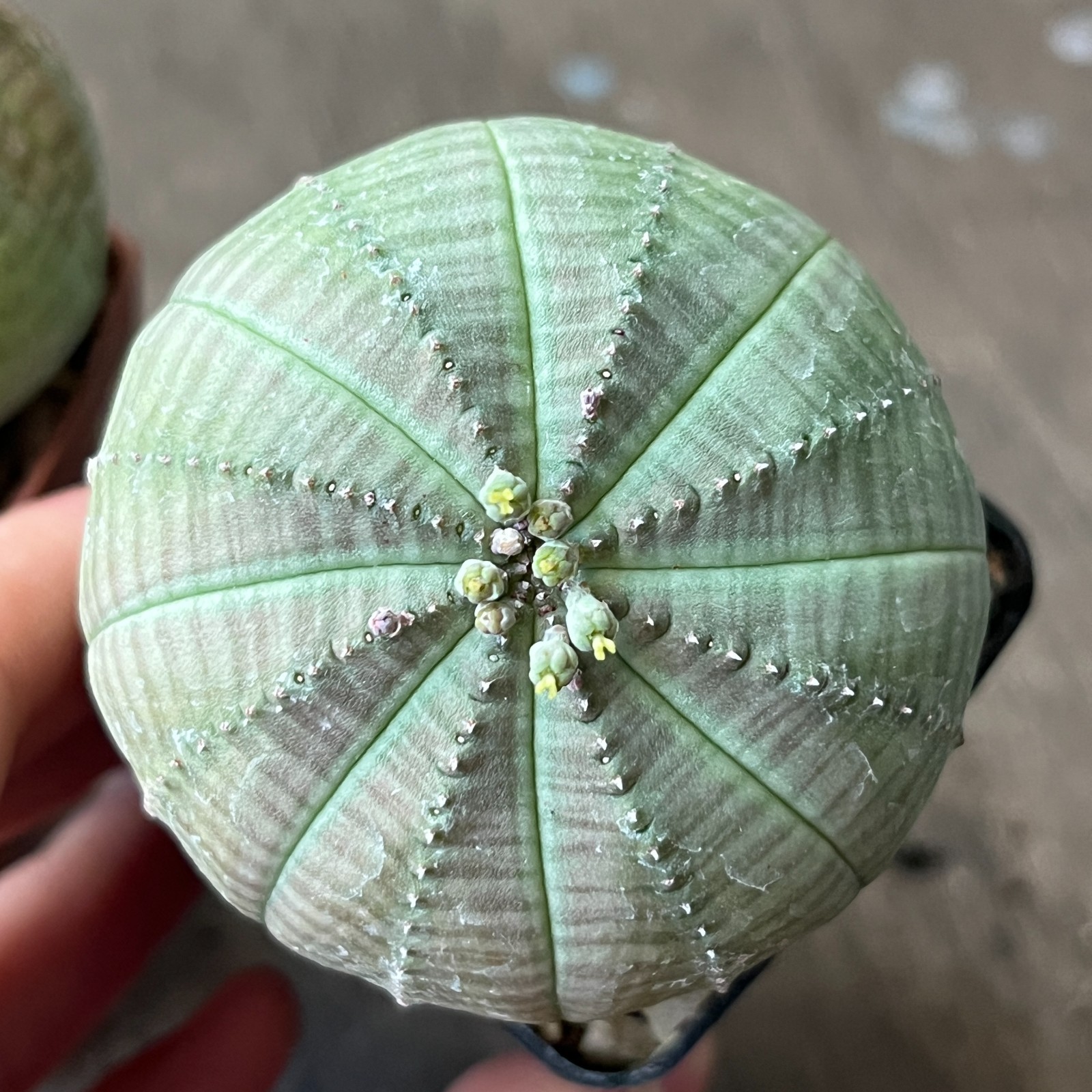 A42-2064 Euphorbia obesa pair M+F, own root