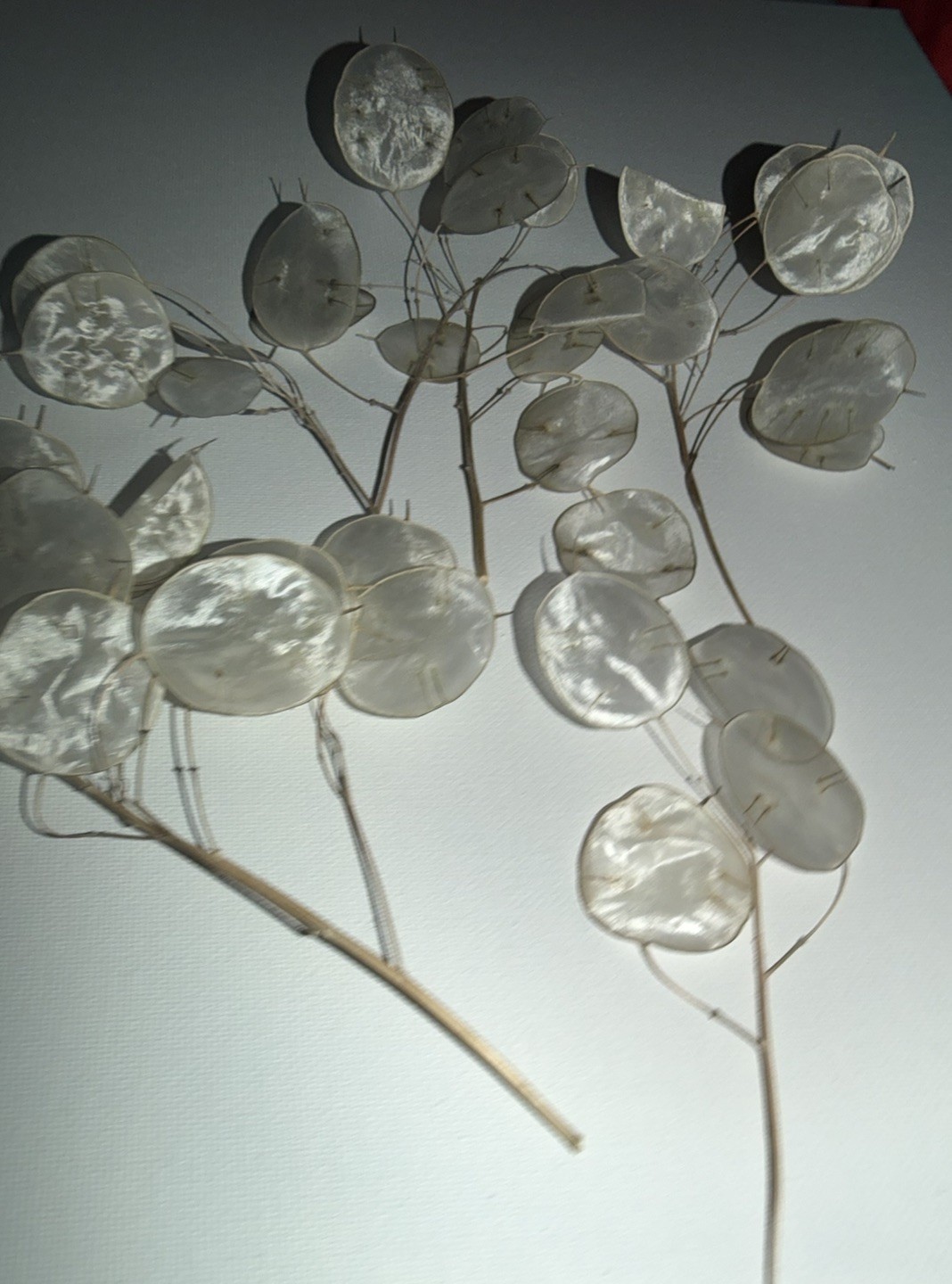 6 Dried Lunaria Moonwort Honesty Silver Dollar Plant Stems, 5-8” Tall organic