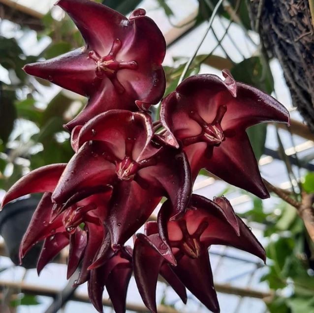 Hoya Onychoides Dark SP Papua Rare Tropical Wax Plant