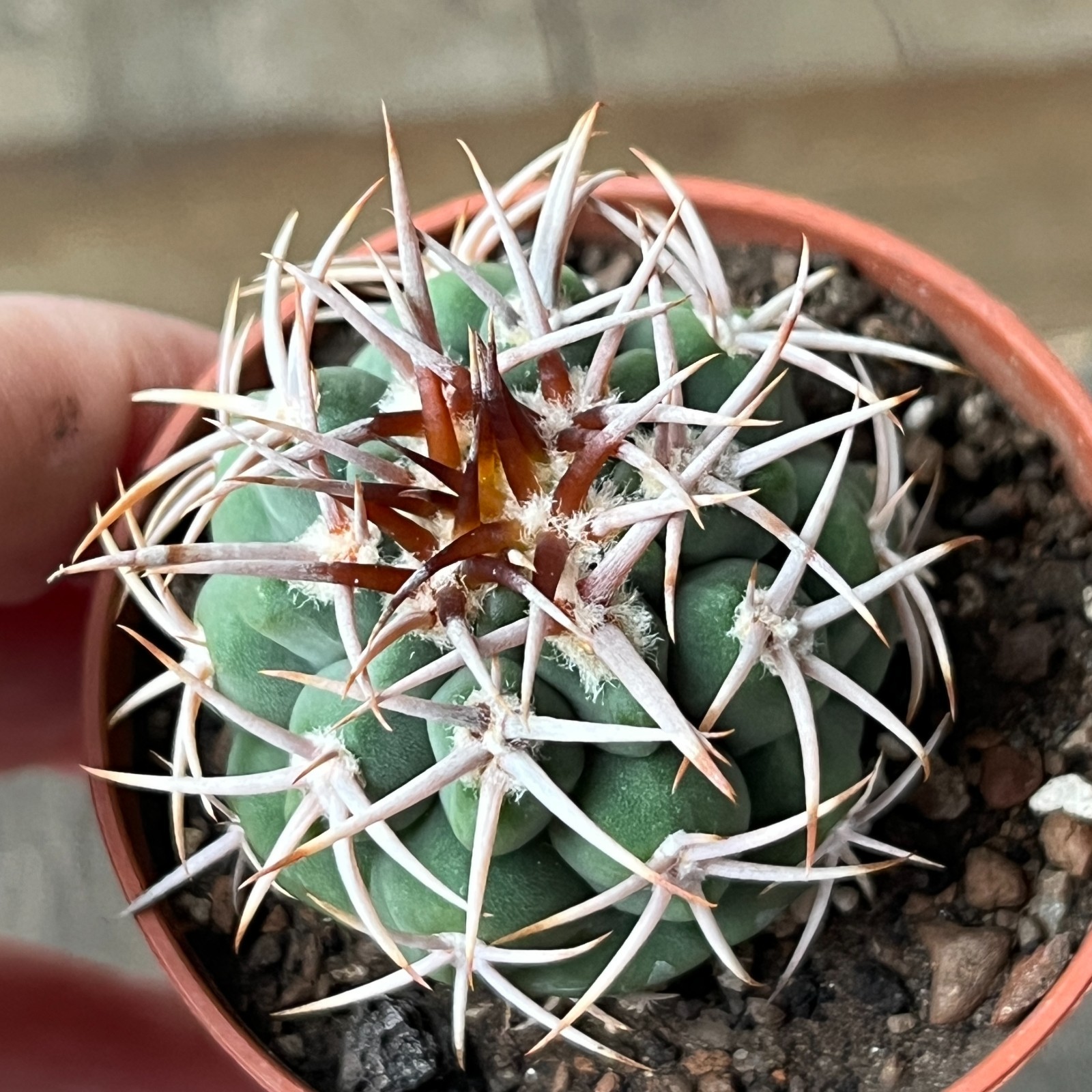 A45-1247 Gymnocalycium ferocior, AGUA de Ramon, own root