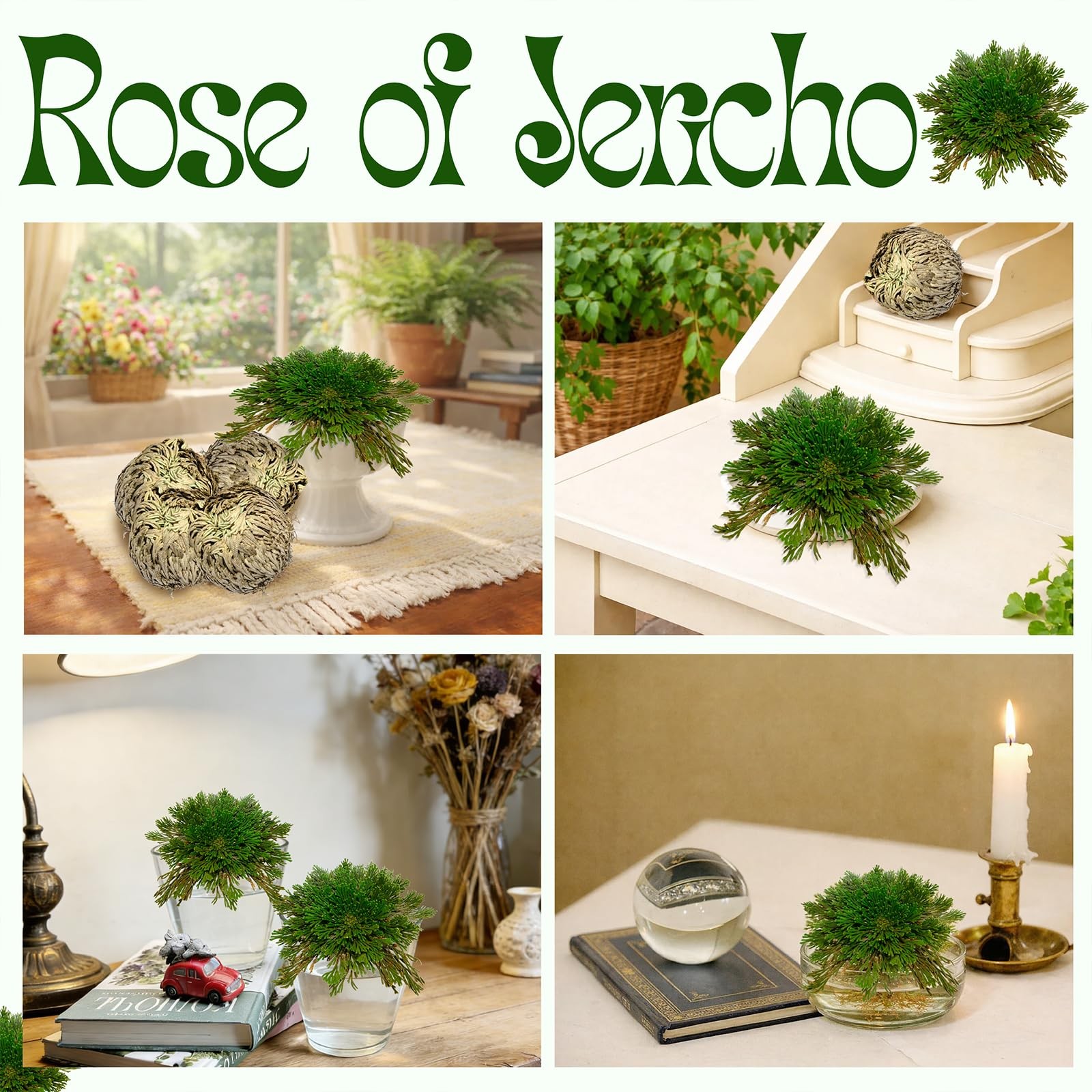 11 Pack Rose of Jericho Resurrection Plants, 1–2 Inch Rosa de Jerico Original…