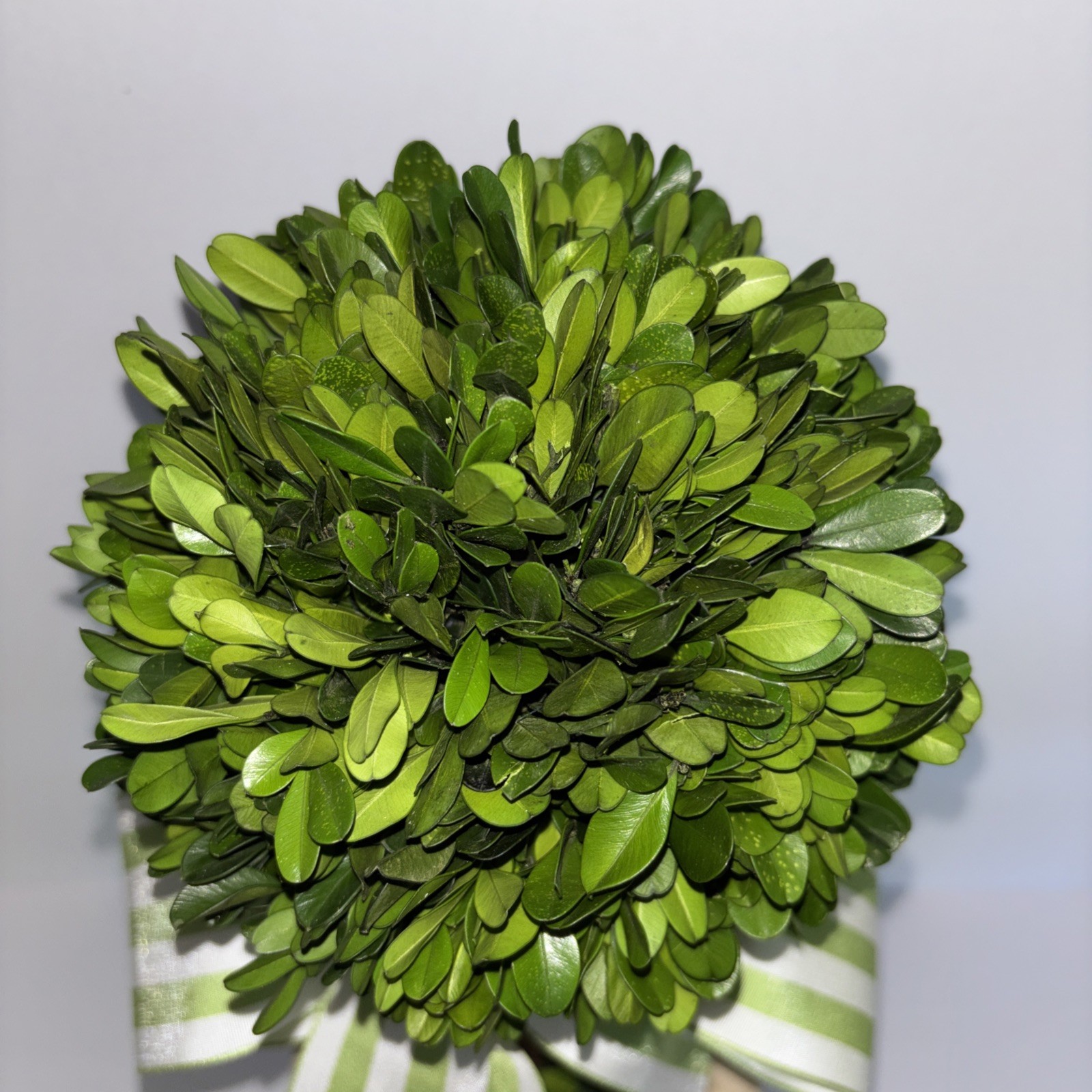 SERENE SPACES LIVING PRESERVED BOXWOOD TOPIARY BALL IVORY POT 15″ X 6” **NIB**