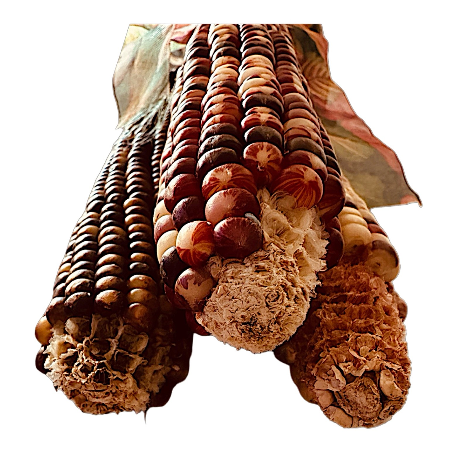 Indian Corn 8” (bunch of 3) Thanksgiving Fall Decor