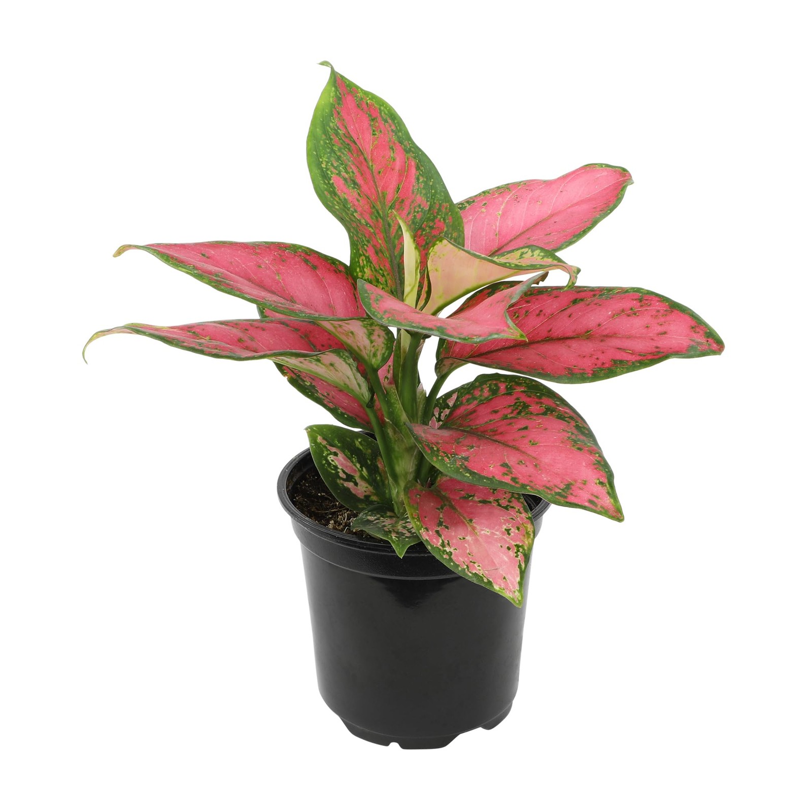 Live Aglaonema Chinese Evergreen Plant ‘Beauty’, Indoor Houseplant for Home o…
