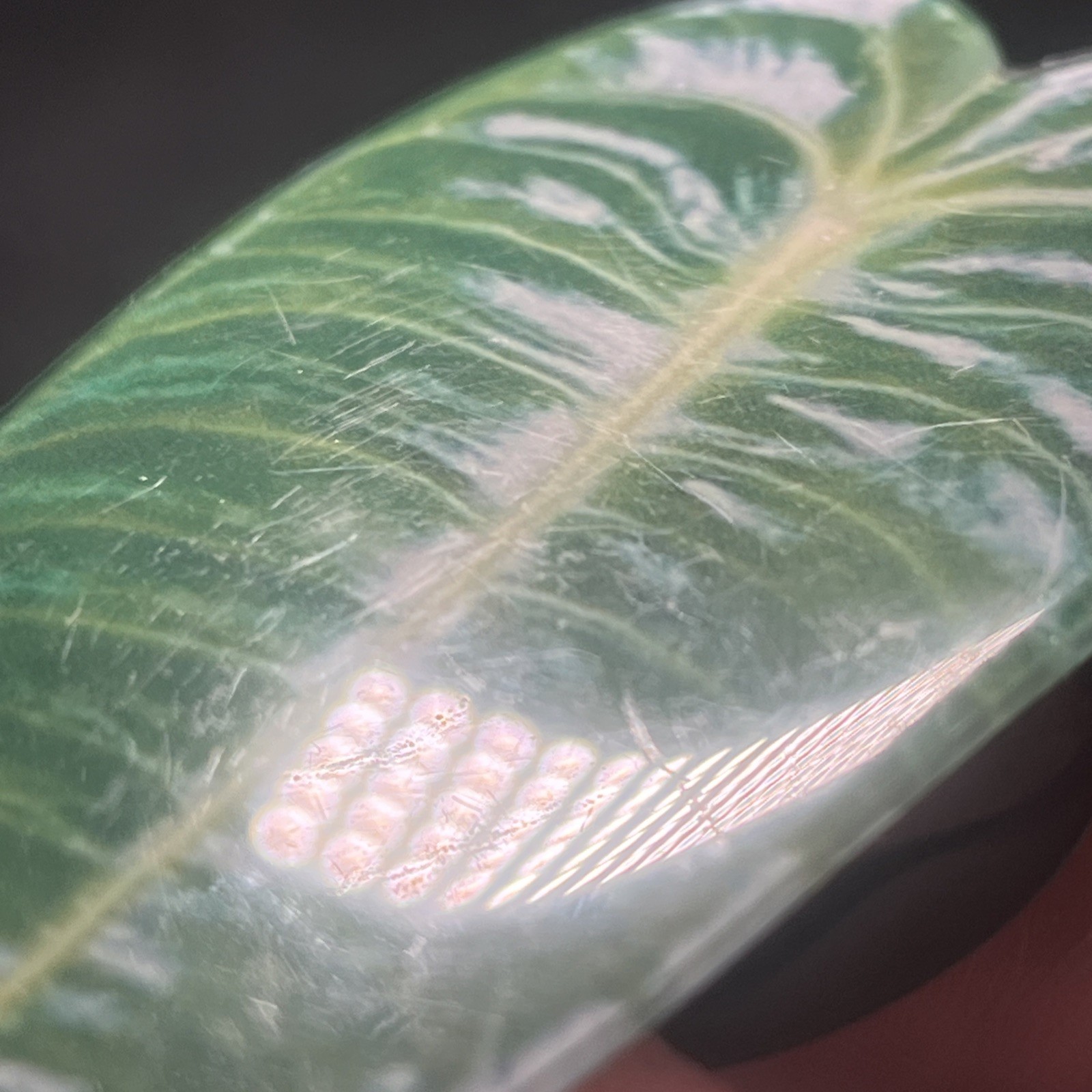 Large 3.75” Glossy Resin Anthurium Veitchii Or King Anthurium Phone Grip Socket