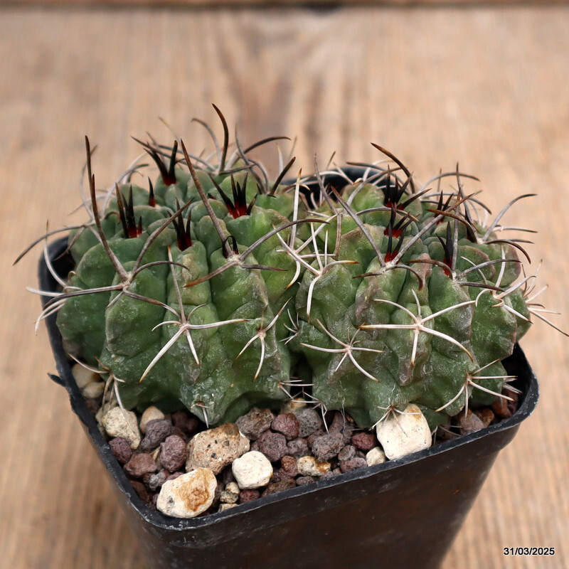 A9189 NEOPORTERIA PAUCICOSTATA DICHOTOMIC pot7-H5-W9 cm MaMa Cactus