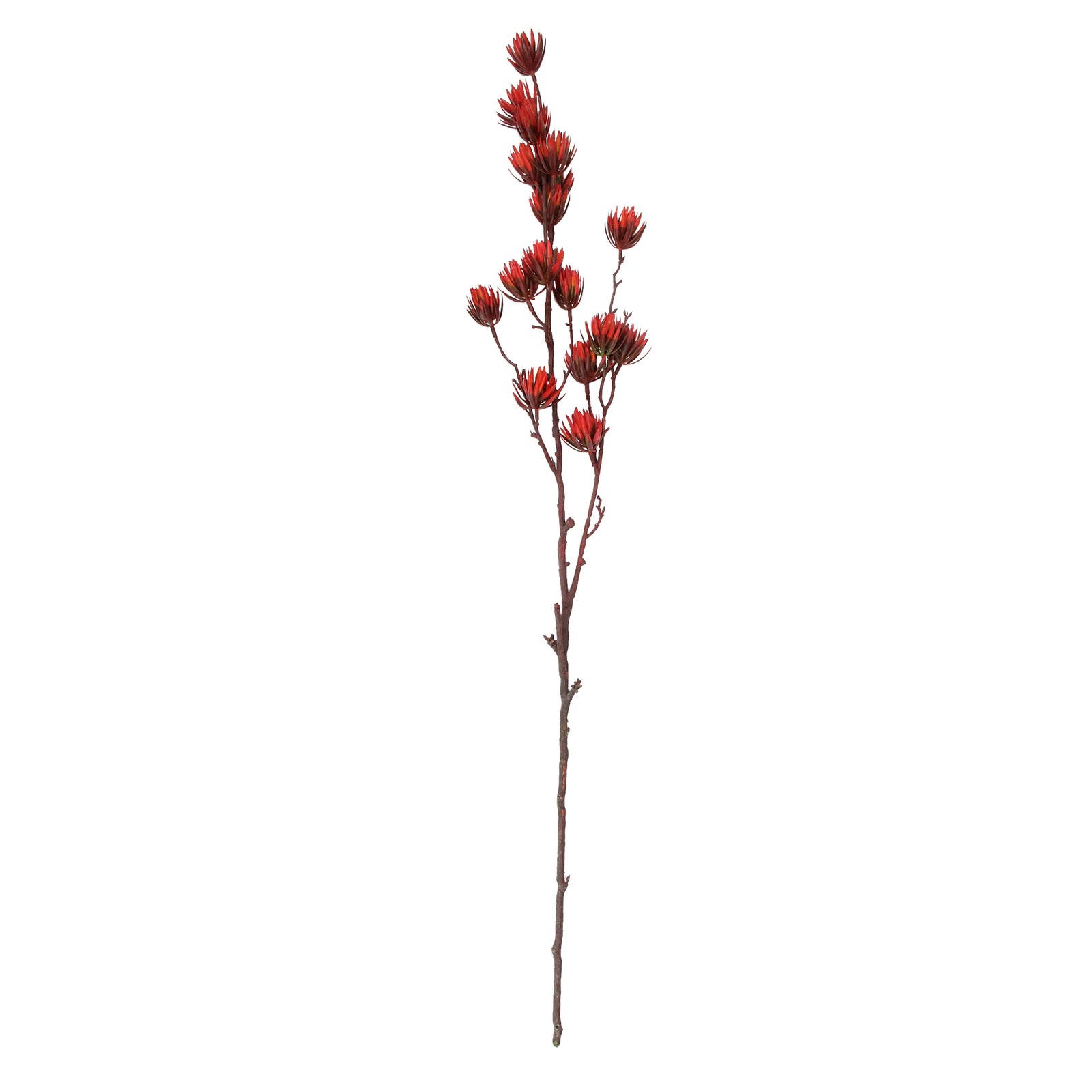 CC Home Furnishings 37″ Maroon Brown Unique Desert Protea Blooming Floral Spray