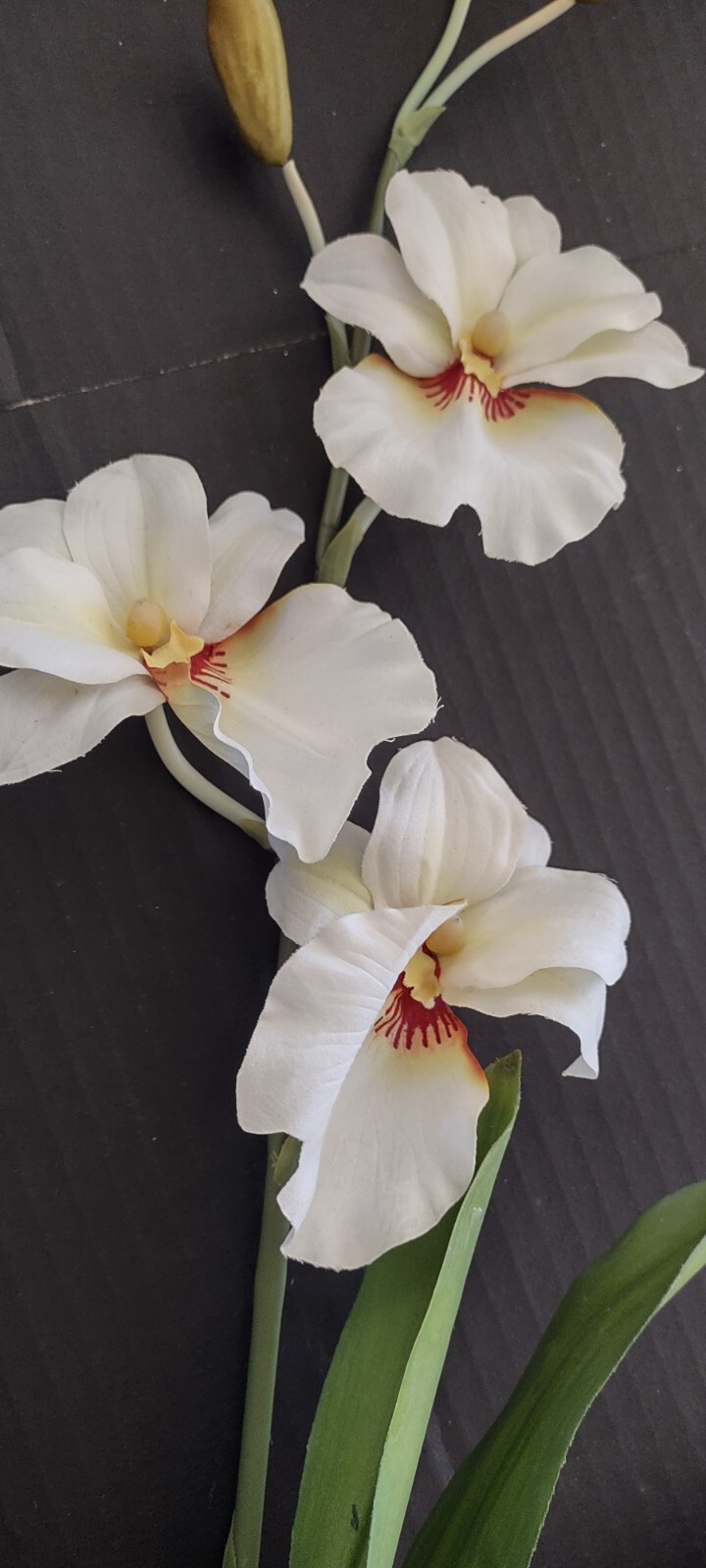 ARTIFICIAL miltoniopsis orchid plant CREAM