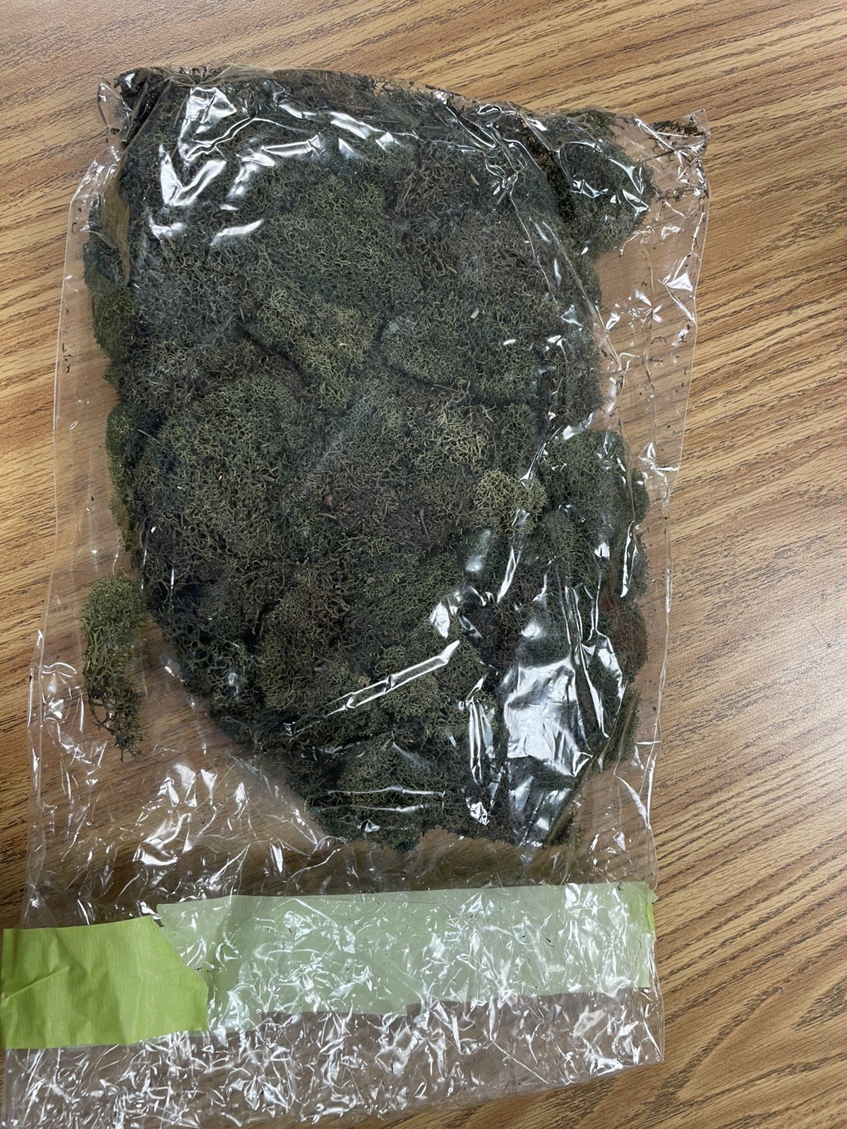 PRESERVED NATURAL REINDEER MOSS GREEN FOR CRAFTS VILLAGES & RAILROAD DISPLAYS