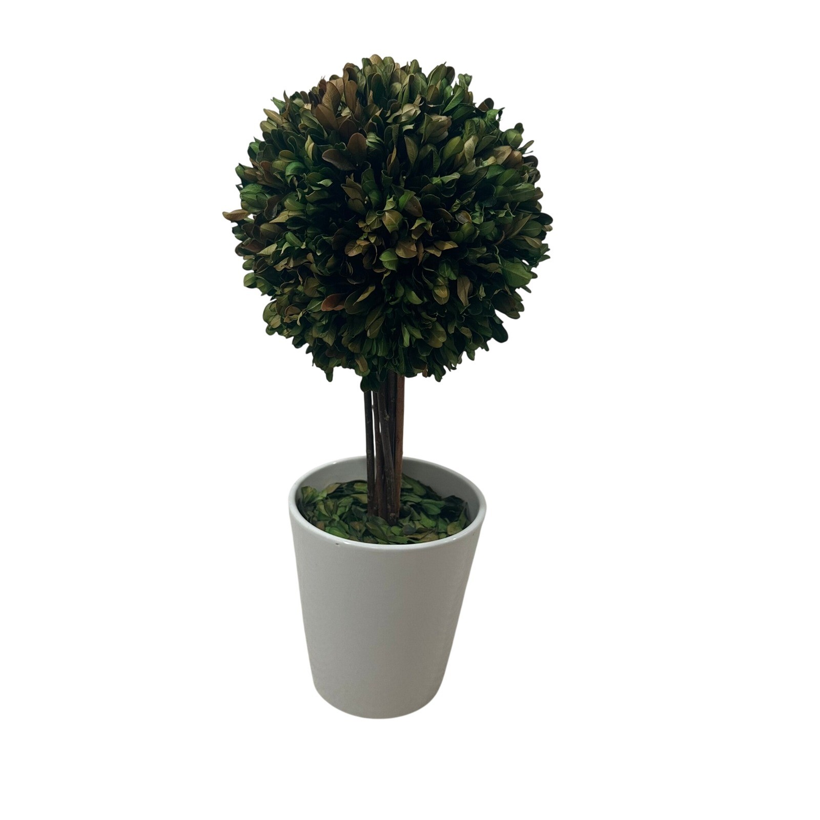 Preserved Boxwood Topiary Ball in White Ceramic Pot 16 Inch Faux Greenery Decor