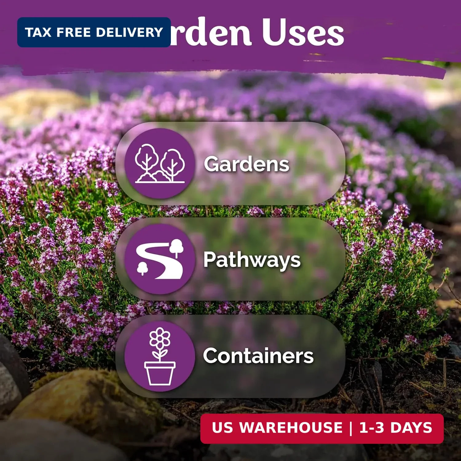 KVITER 20,000 Creeping Thyme Seeds (Thymus Serpyllum) – Wild Thyme, Aromatic Gro