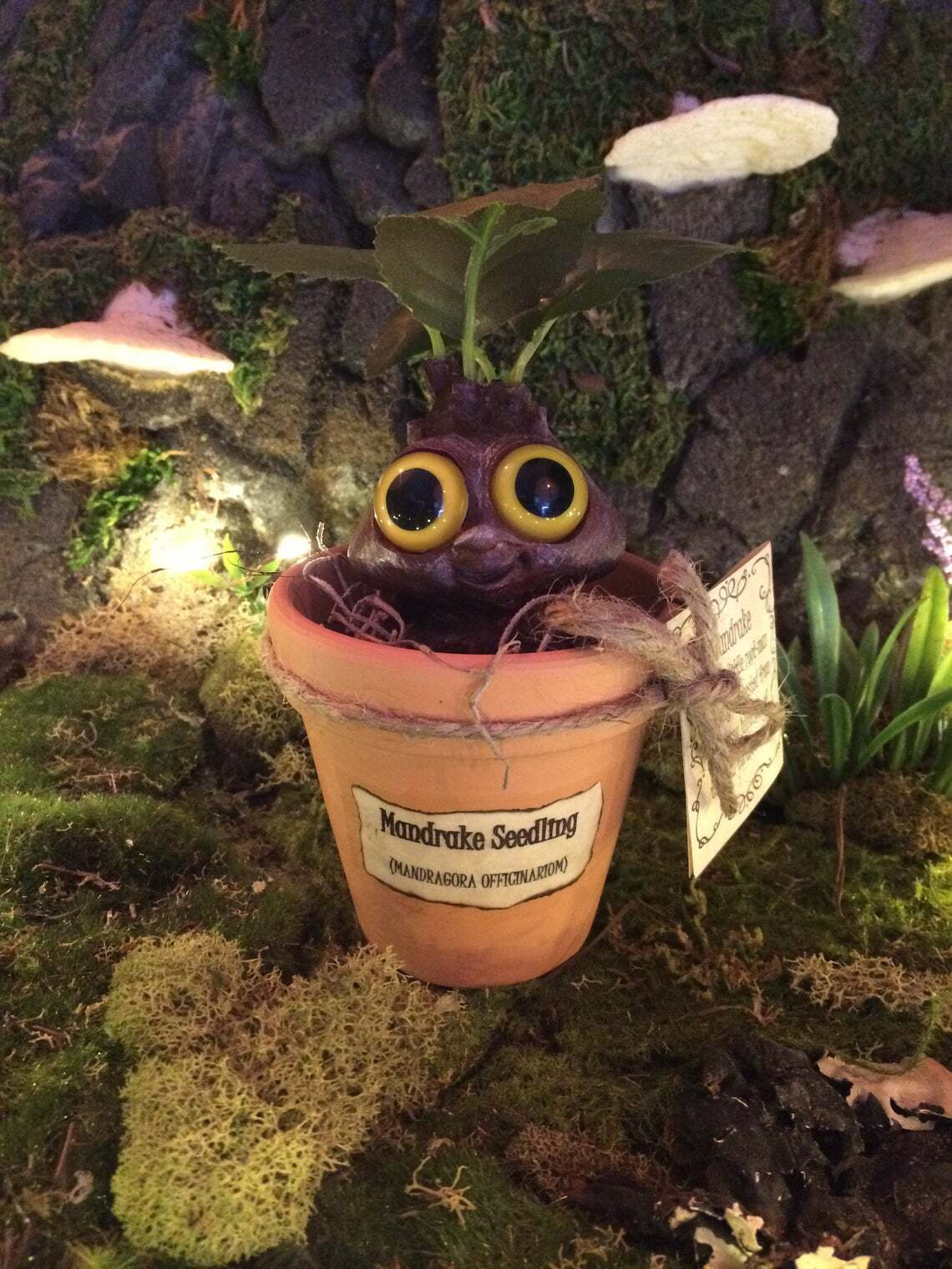 Mandrake Plant Seedling – Adorable Magical Root In A Small Terracotta Pot