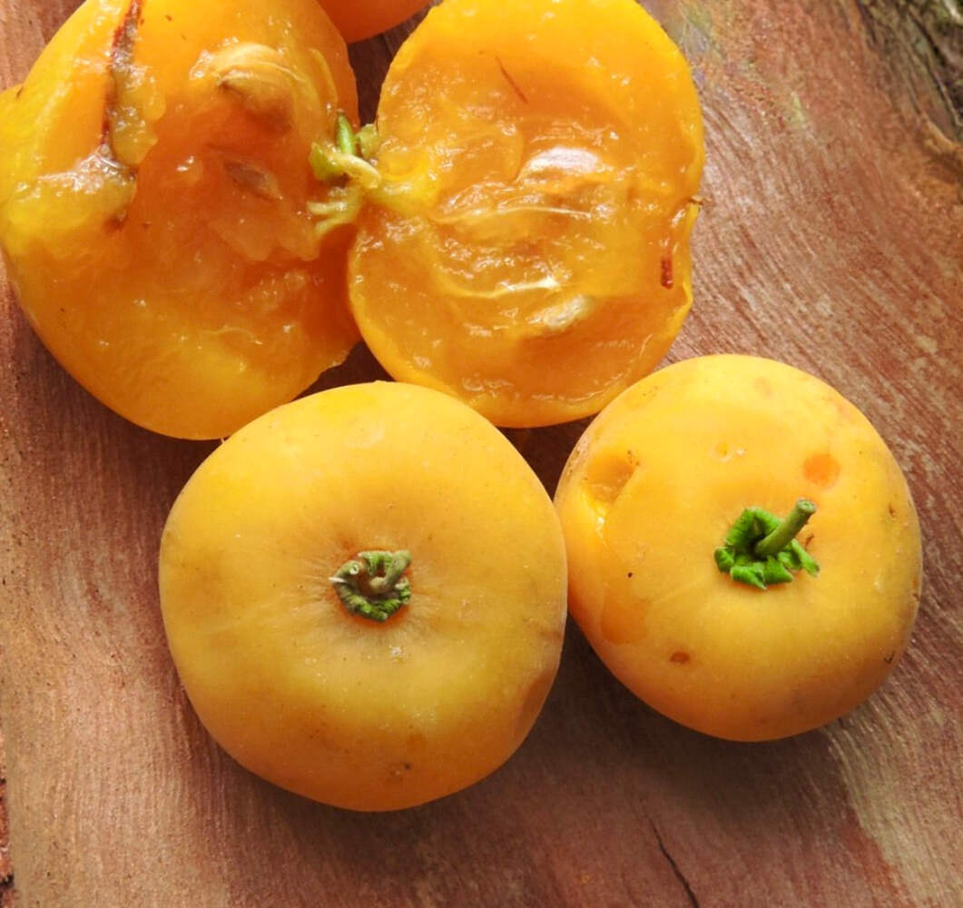 Dovyalis caffra – Kei apple | Umkokola