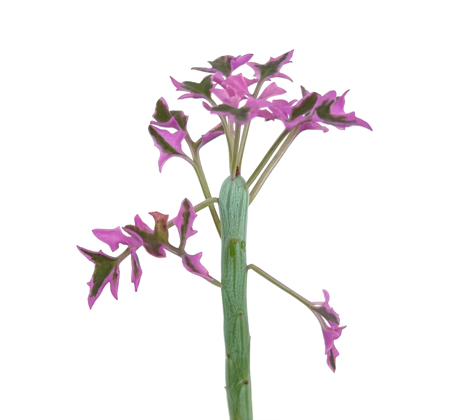 Senecio articulatus VARIEGATED – Candle Plant | Hot Dog Cactus | Jelly Bean Plan