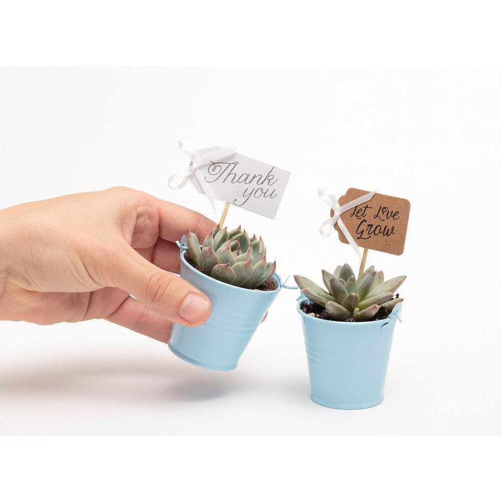 2 In. Wedding Event Rosette Succulents Plant with Blue Metal Pails and Let Love