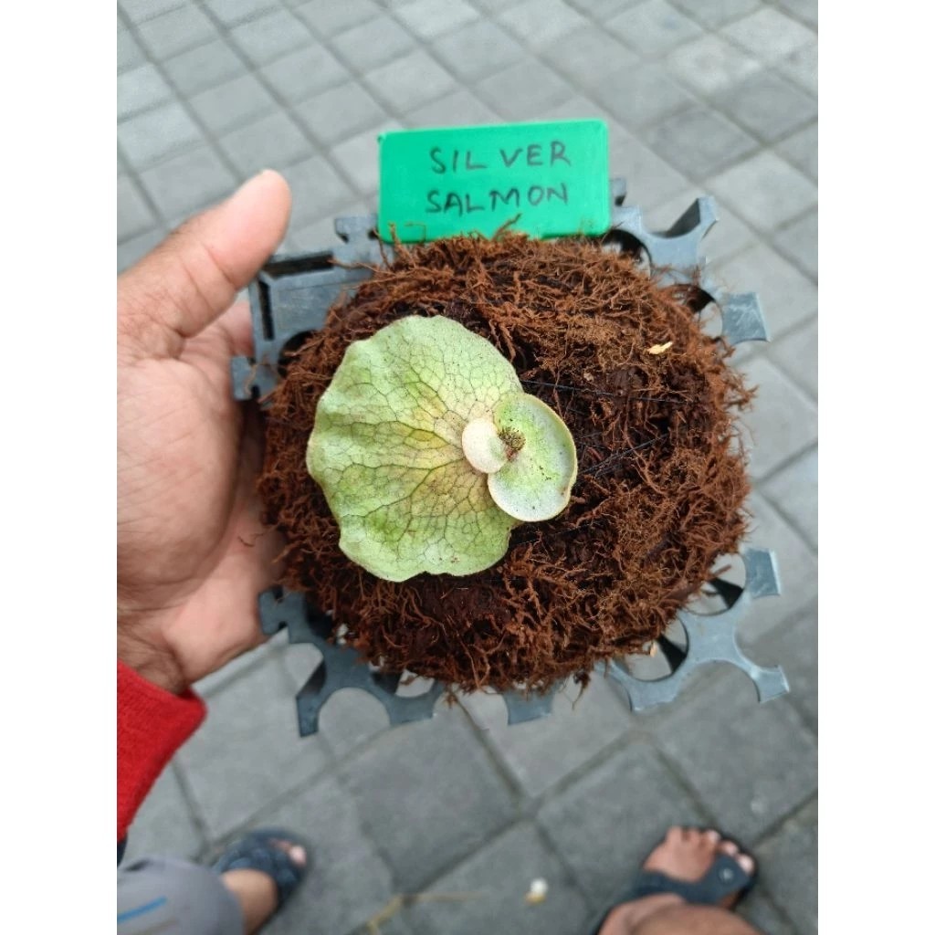 Platycerium Silver Salmon – Silvery Staghorn Live Plant Grow in Pot