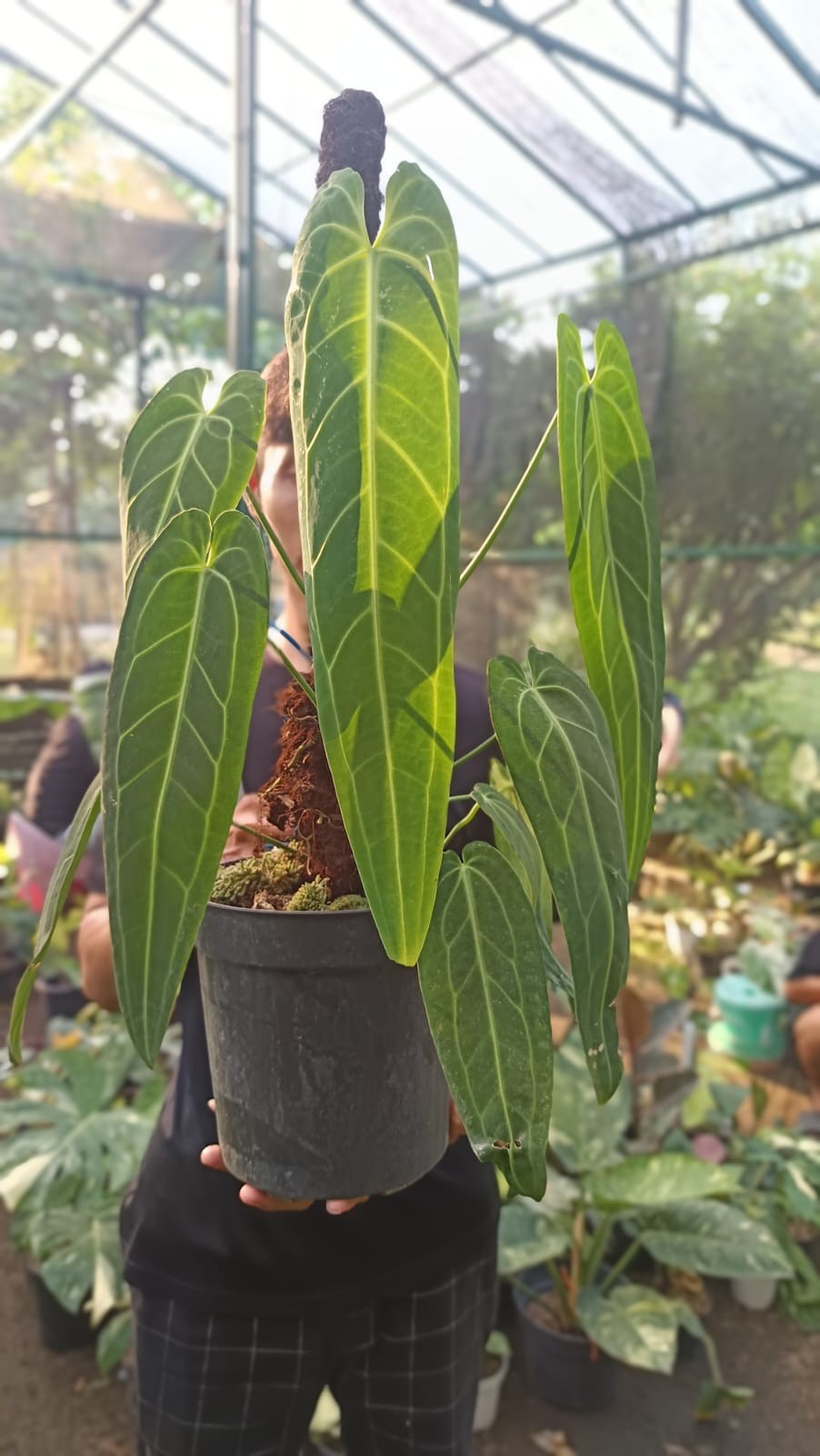 Real Picture Anthurium Warocqueanum Big Size Very Beautiful Leaves