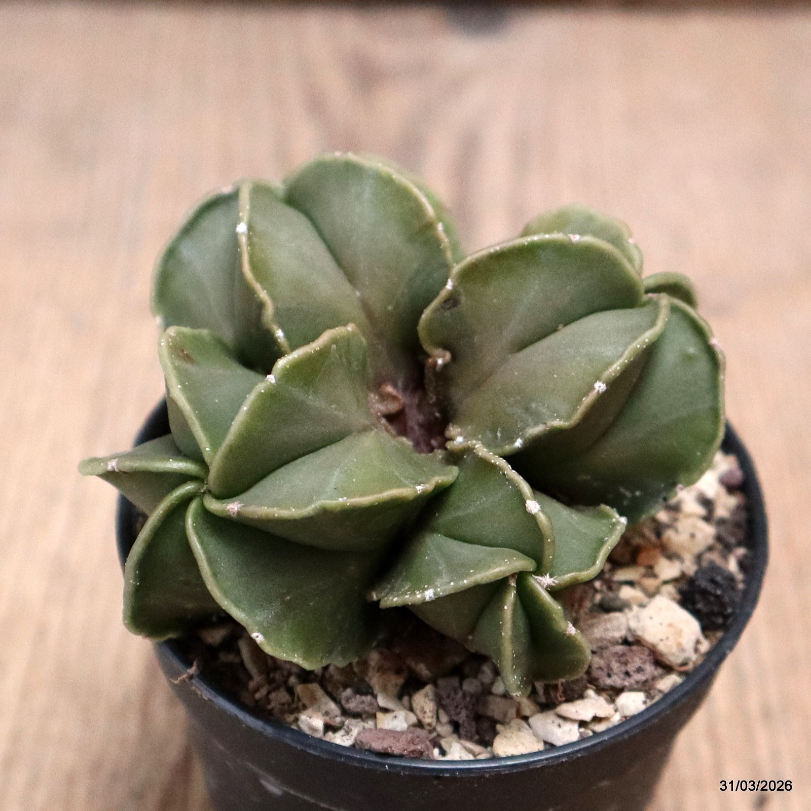 D8095 ASTROPHYTUM MYRIOSTIGMA NUDUM pot6,5-H5-W7 cm MaMa Cactus