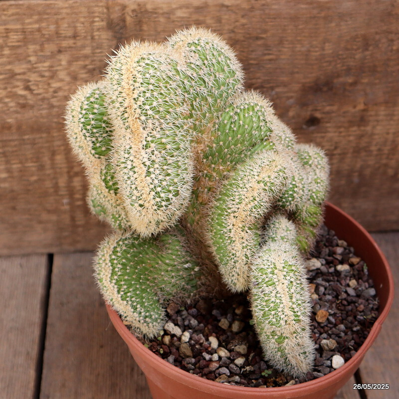 D4385 VATRICANIA GUENTHERI CRESTED pot17-H21-W19 cm MaMa Cactus