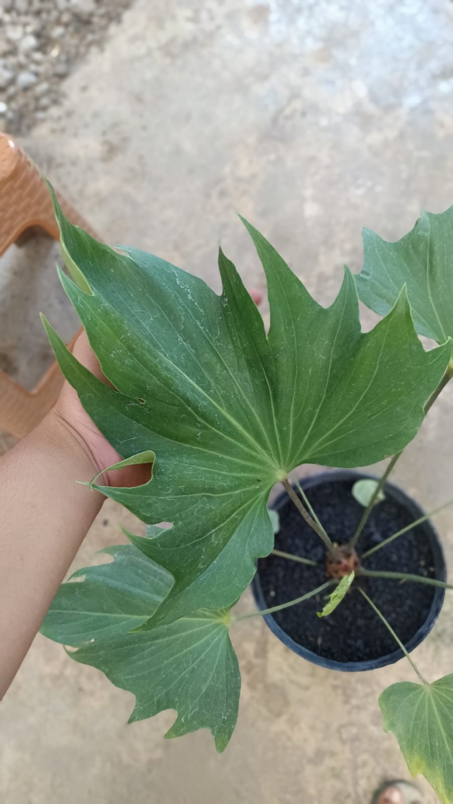 Anthurium Butterfly Exuador Large Rare Tropical Plant