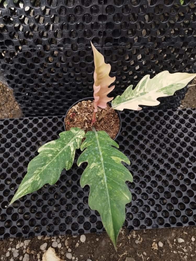 Real Pick Philodendron Caramel Marble Variegated