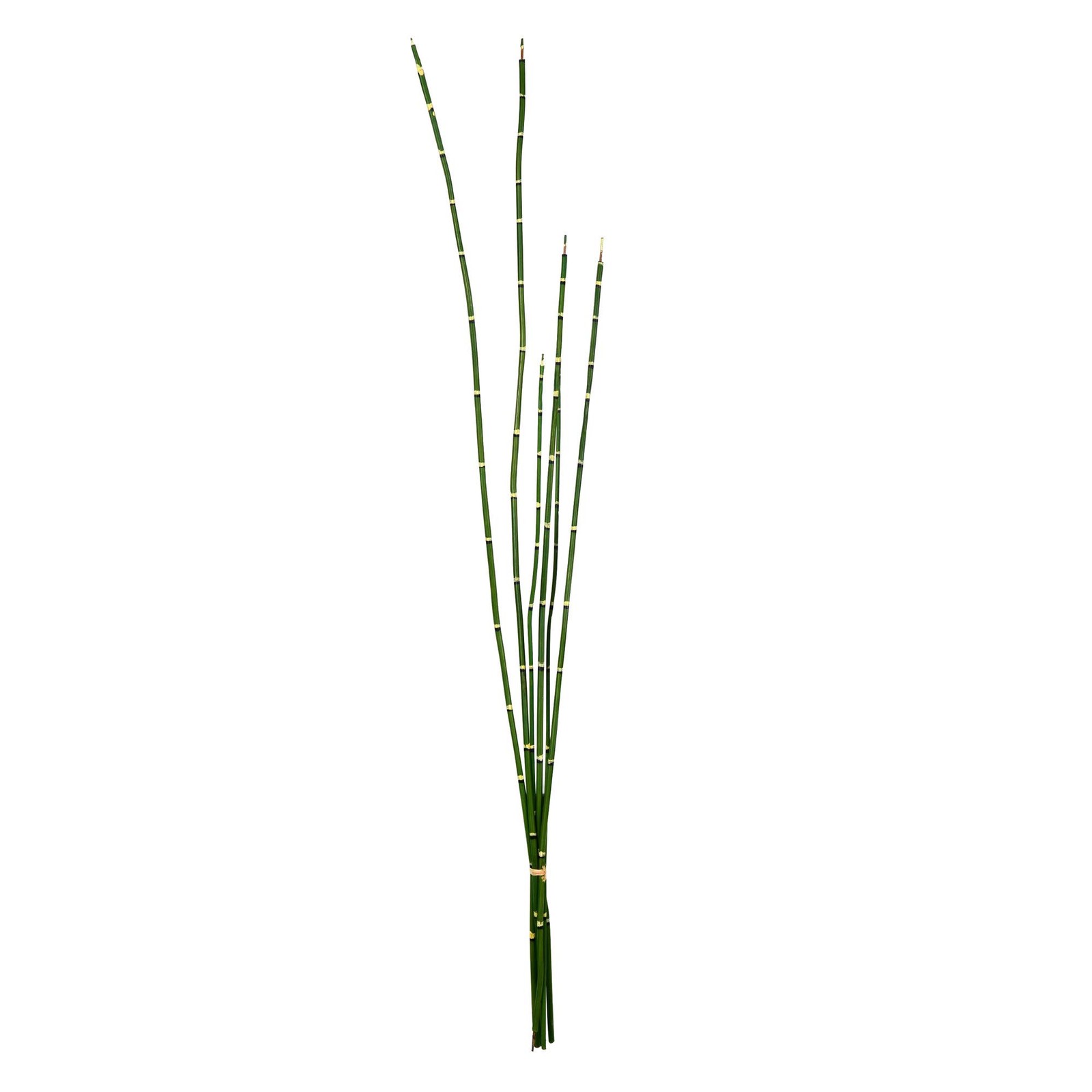 Vickerman 31″ Plastic Artificial Horsetail Bundle in Green (Set of 2)
