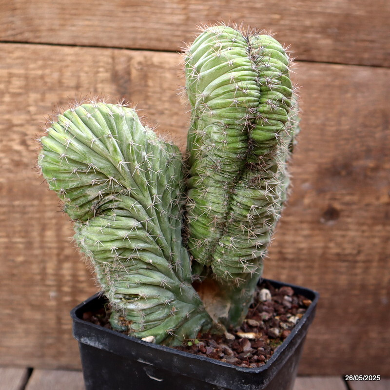 D4370 POLASKIA CHICHIPE CRESTED pot10-H17-W17 cm MaMa Cactus