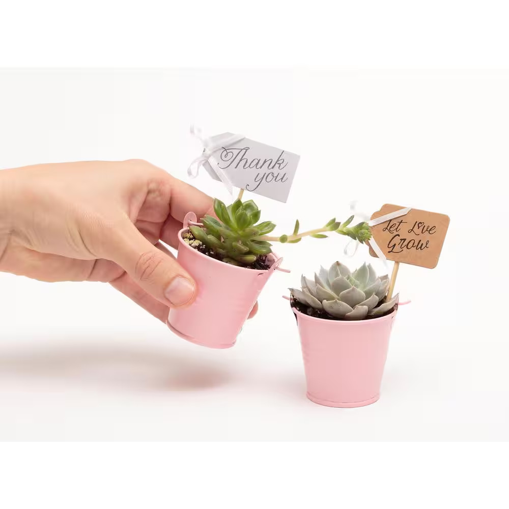 2 In. Wedding Event Rosette Succulents Plant with Pink Metal Pails and Let Love