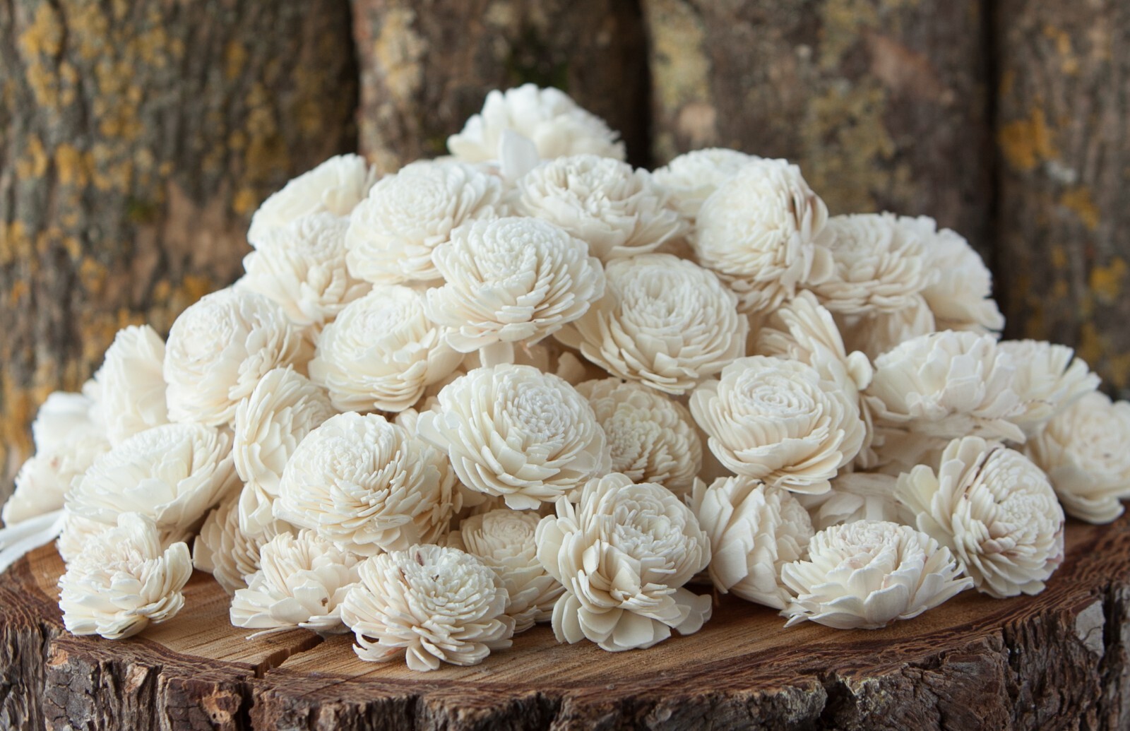 Ivory Belly Sola Wood Flowers – Set of 100 – Craft Flowers