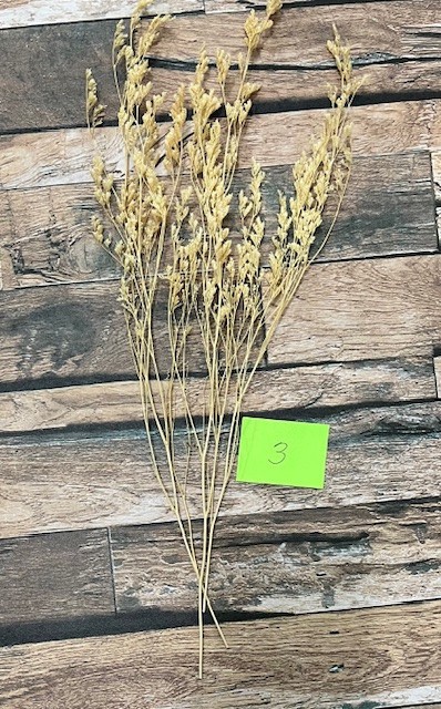 Natural Dried Pampas Grass ~ Boho ~ Home Decor ~ Wedding ~ 70 pcs