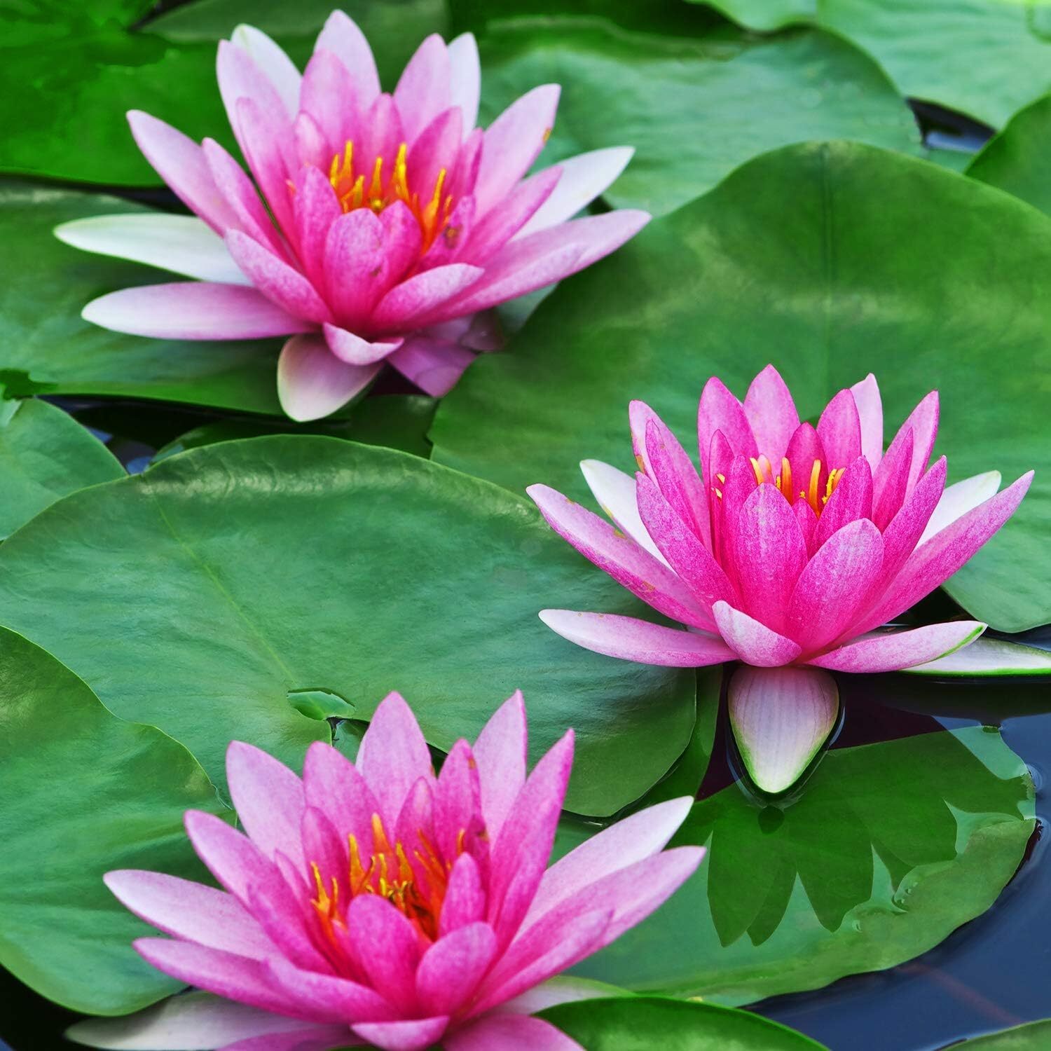 12 Pieces 4 Kinds Artificial Lotus Leaves Floating Foam Ornament Lily Pads Folia