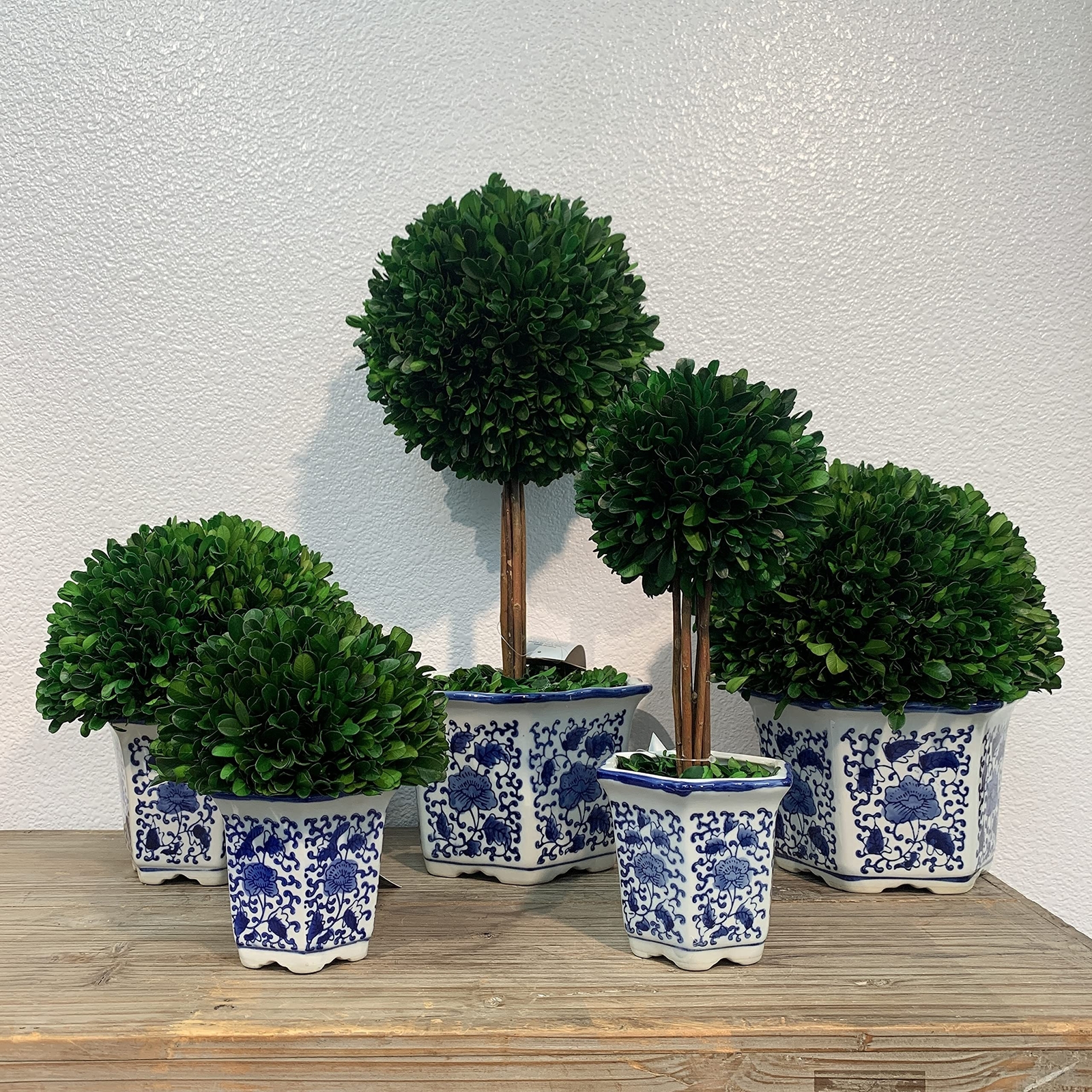 Galt International Preserved Natural Boxwood in Ceramic Pot – Plant and Table…