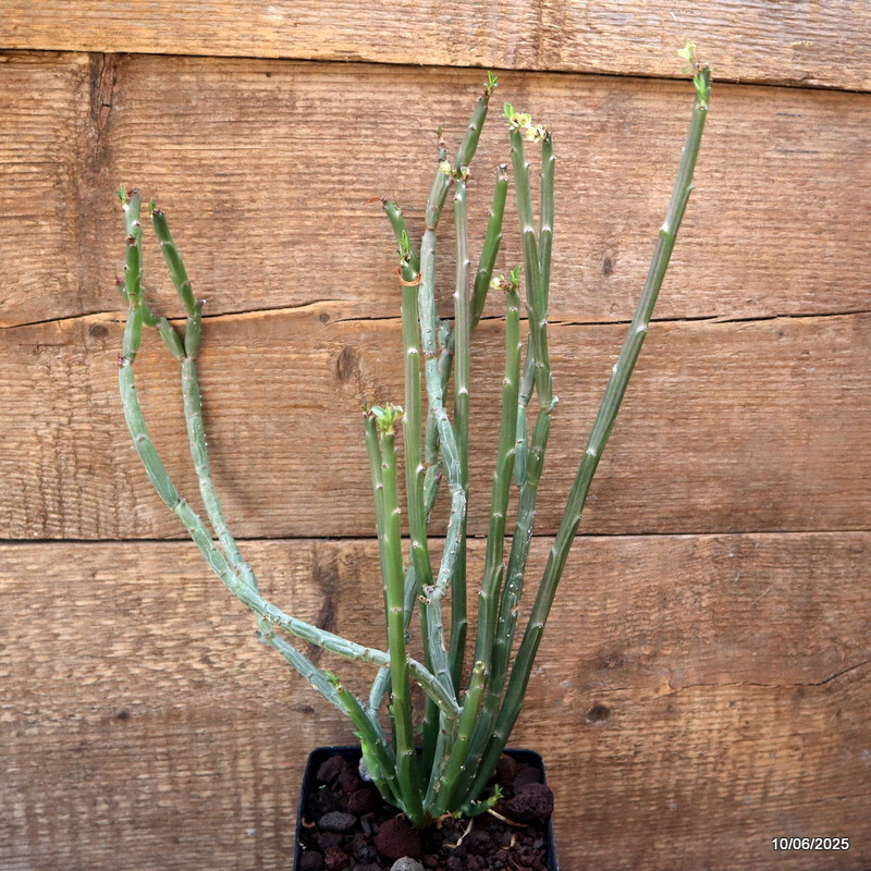 D4562 EUPHORBIA ANTISYPHILITICA pot12-H36-W21 cm MaMa Cactus