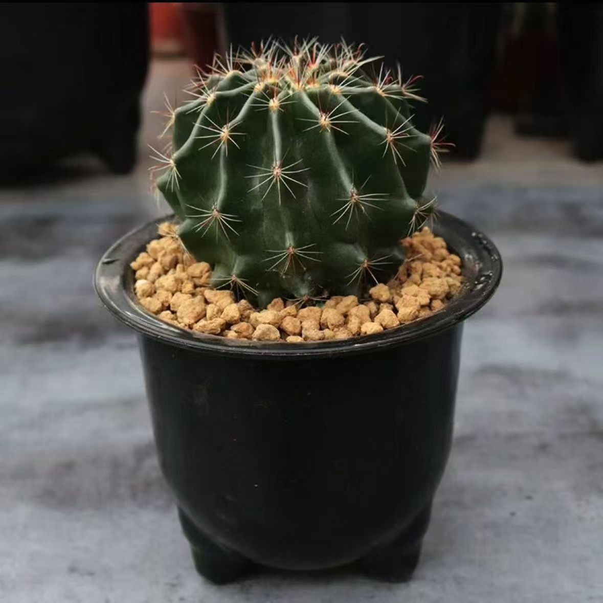Thelocactus Setispinus (Fish Hook Cactus) – Drought Tolerant Live Plant