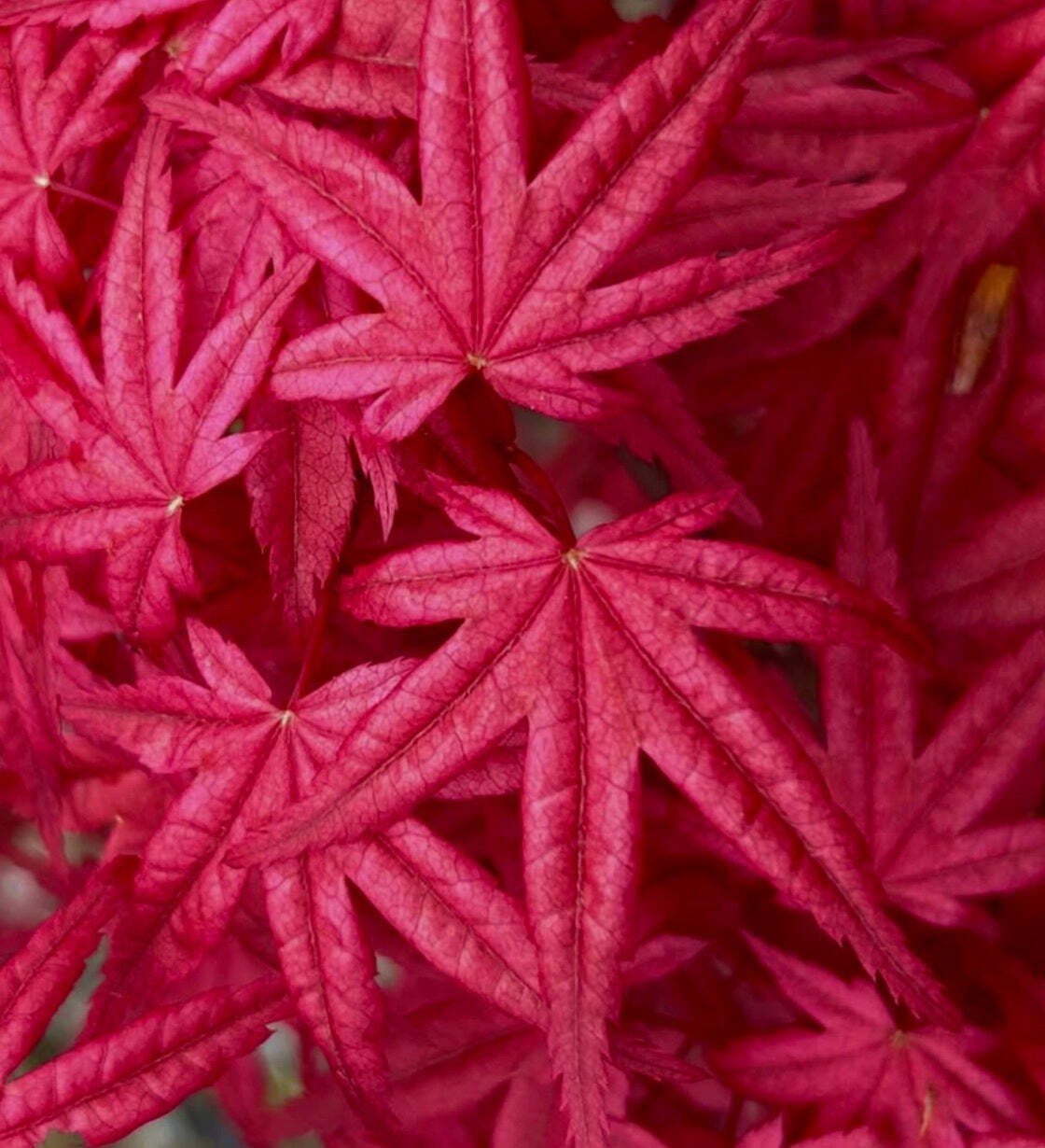 Acer palmatum cv DESHOJO 20-30cm | Japanese maple | Smooth Japanese maple – Japa