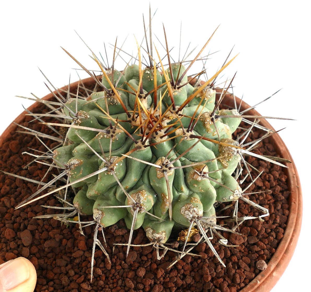 Thelocactus rinconensis LONG SPINES SELECTED – Rincon cactus | Thelocactus