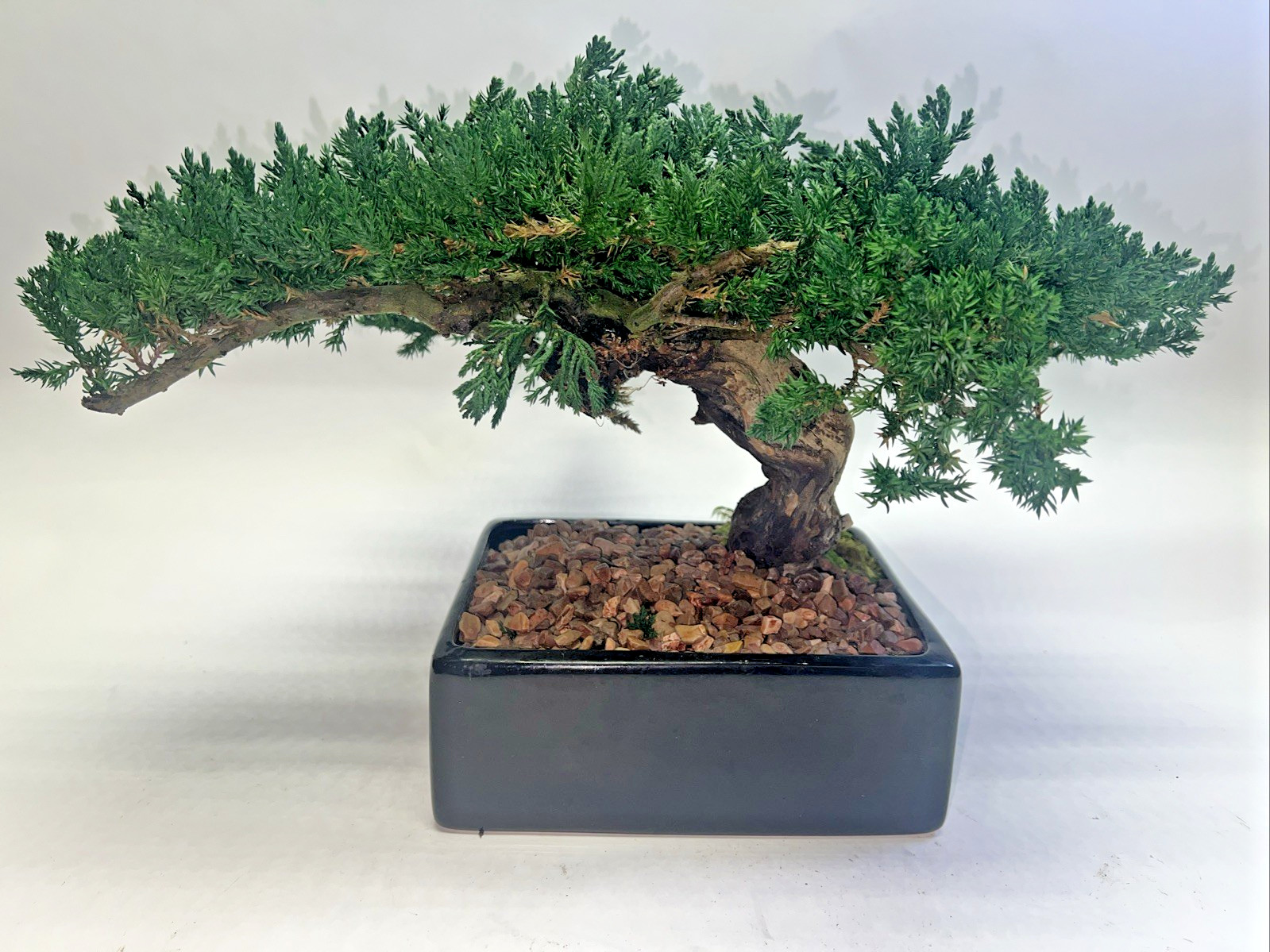 Juniper Bonsai Tree Monterey Single Trunk Preserved 11” tall x 16” wide