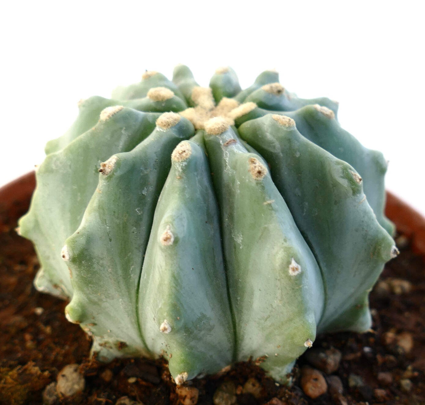 Ferocactus glaucescens cv URASAKI (HACCP4) – Blue barrel cactus | Glaucous barre