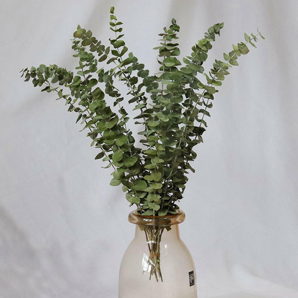 10pcs Natural Dried Flower Eucalyptus Branches Leaves Home Decors Bouquet