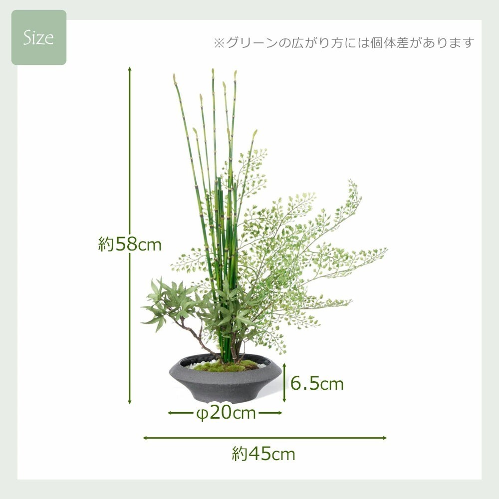 Artificial Japanese Bonsai Maple Adiantum Horsetail Plant CUPBON Made in Japan