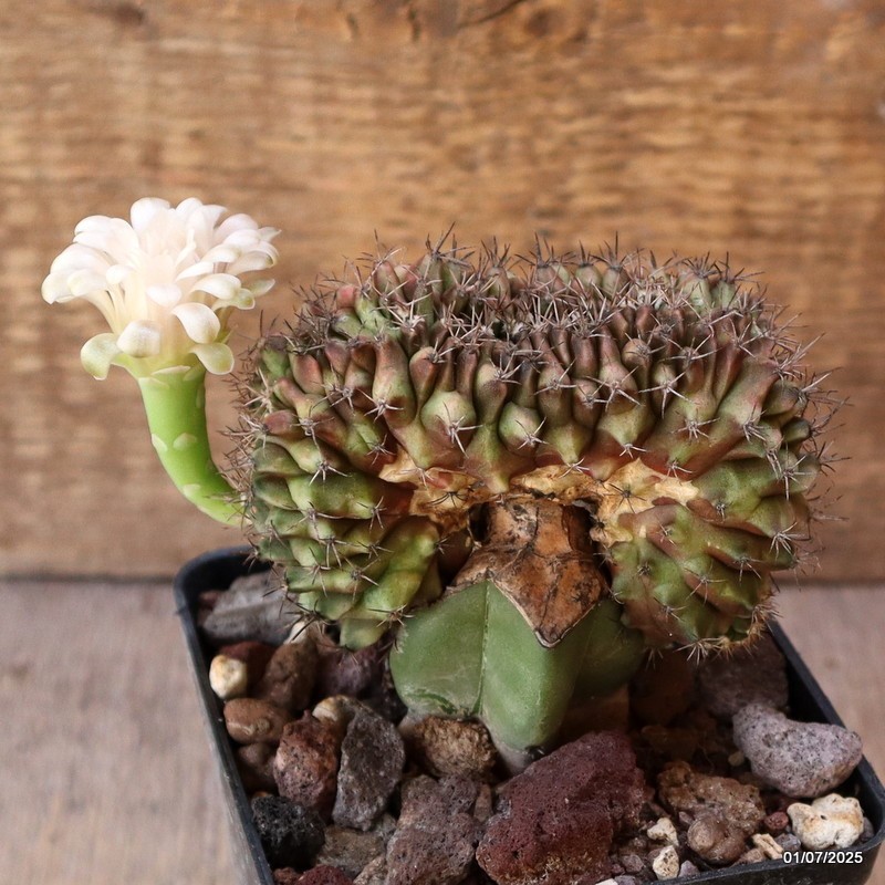 D4983 GYMNOCALYCIUM MIHANOVICHII CRESTED GRAFT pot9-H9-W9 cm MaMa Cactus