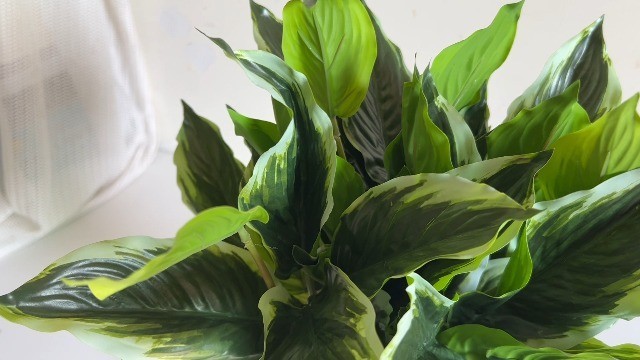 4 Bushes Perennial Hosta Faux Plant – 15.7″ Variegated Green Leaves, Tropical In